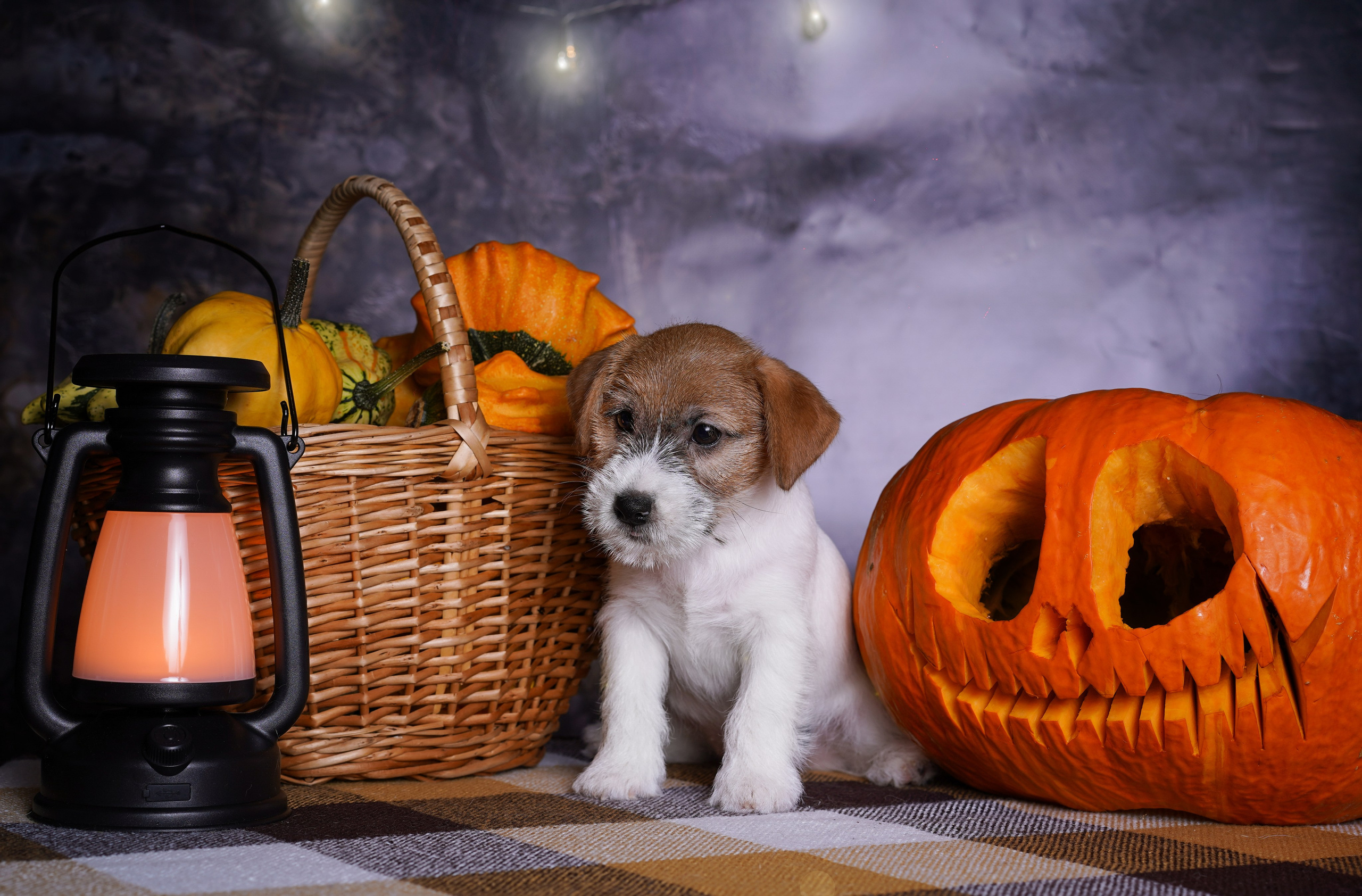 Щенки джек-рассел терьера. Фотограф-анималист в Санкт-Петербурге Яна Мартынова