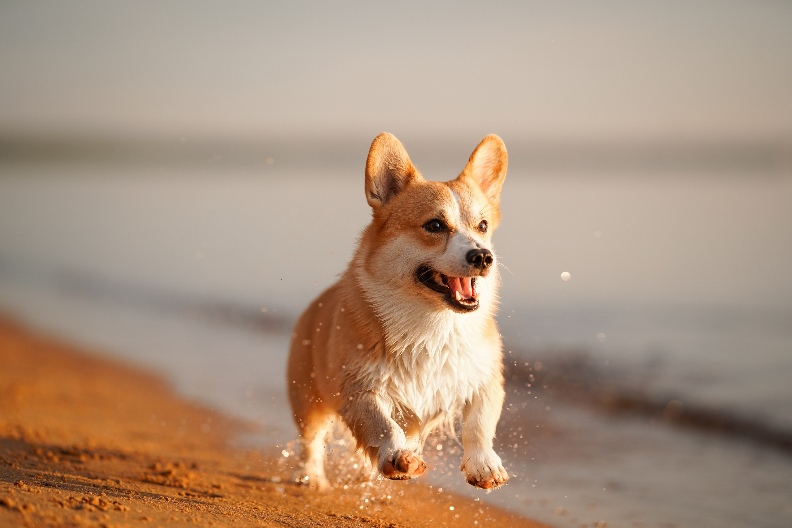 Таня и Оливер. Фотограф-анималист в Санкт-Петербурге Яна Мартынова