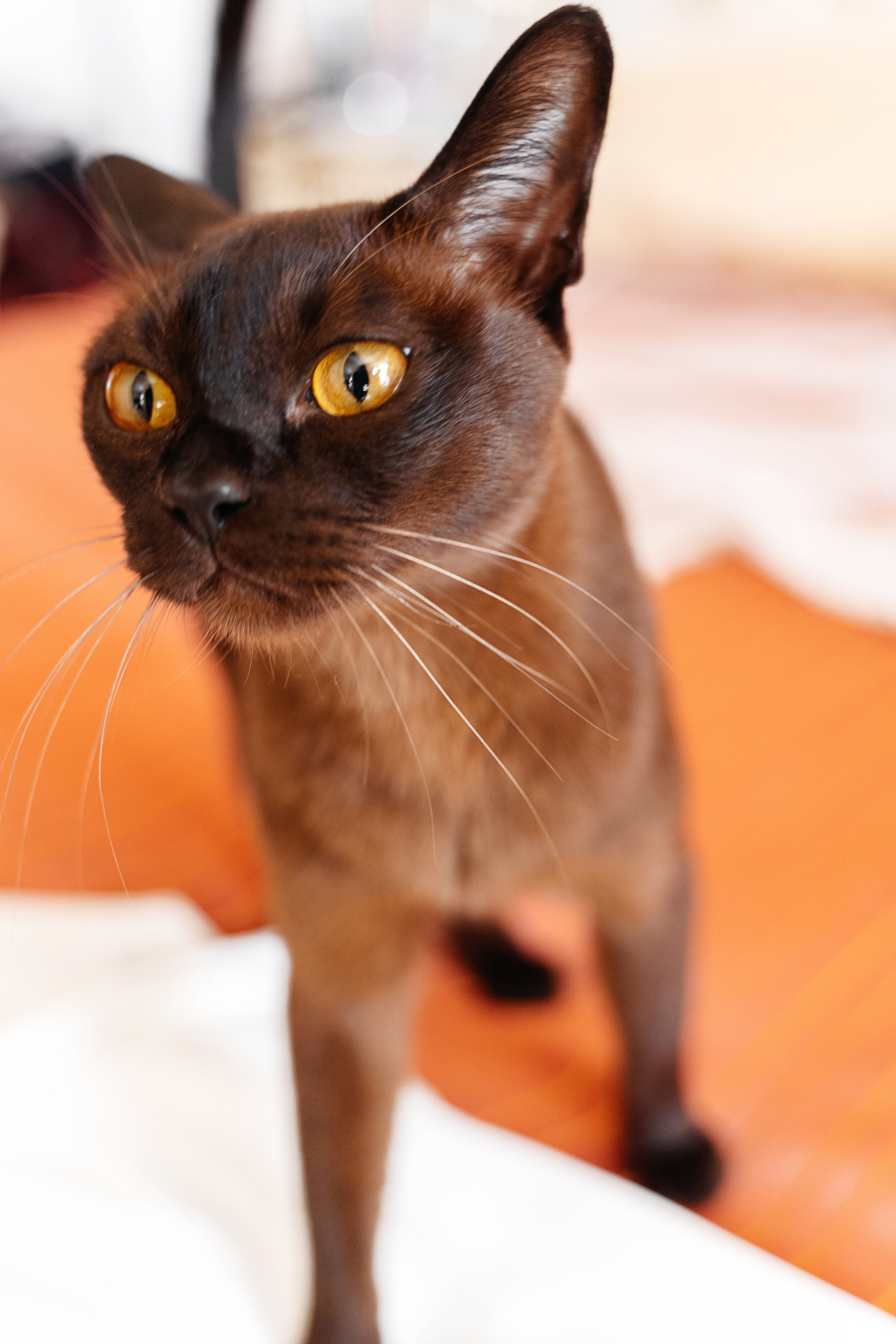 Свадебный фотограф ростов на дону. Свадебный фотограф  Ростов-на-Дону Моска, Санкт — Петербург