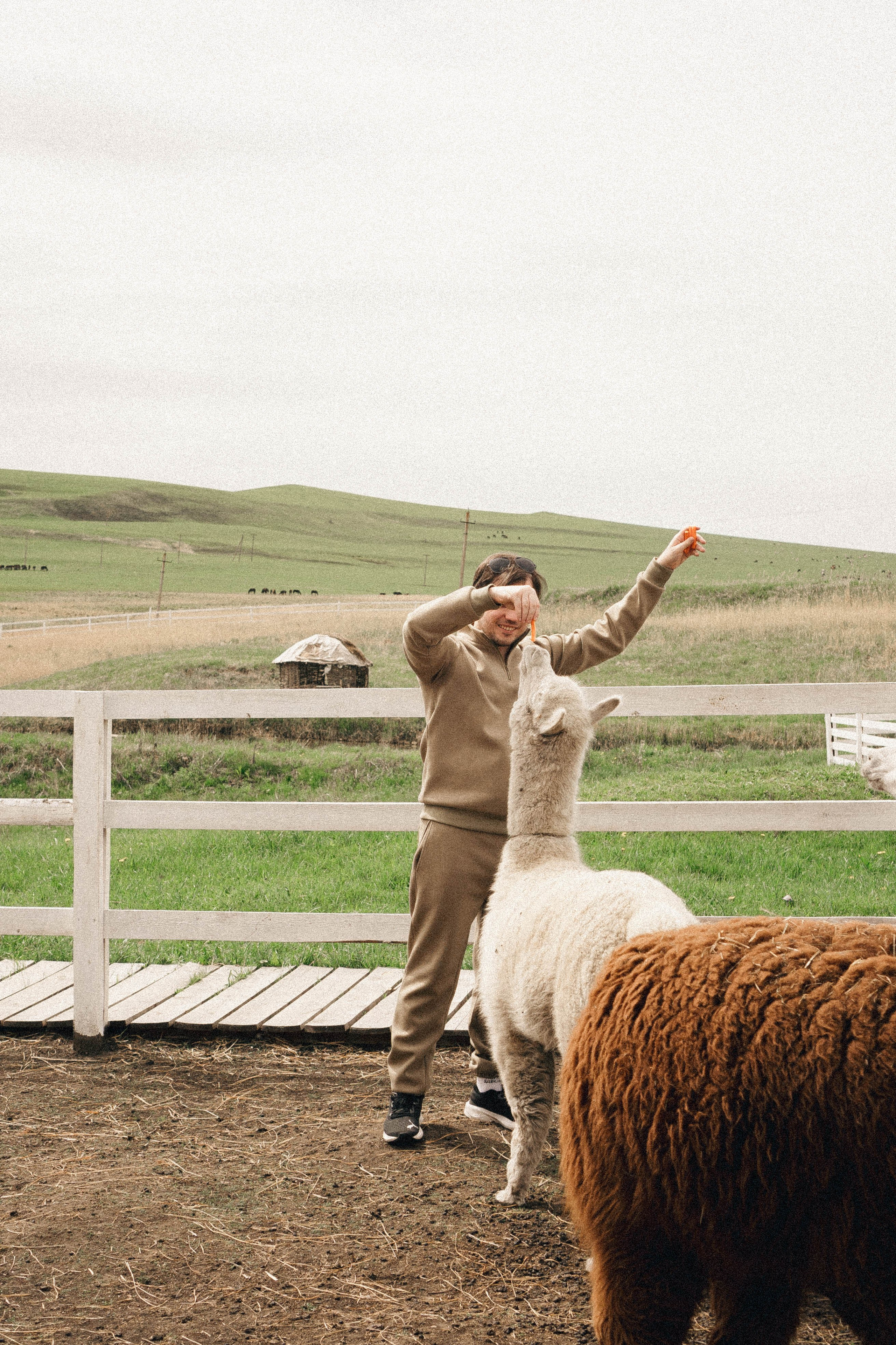 Ферма Альпак. Профессиональный фотограф, Санкт-Петербург — Виктория Богомолова