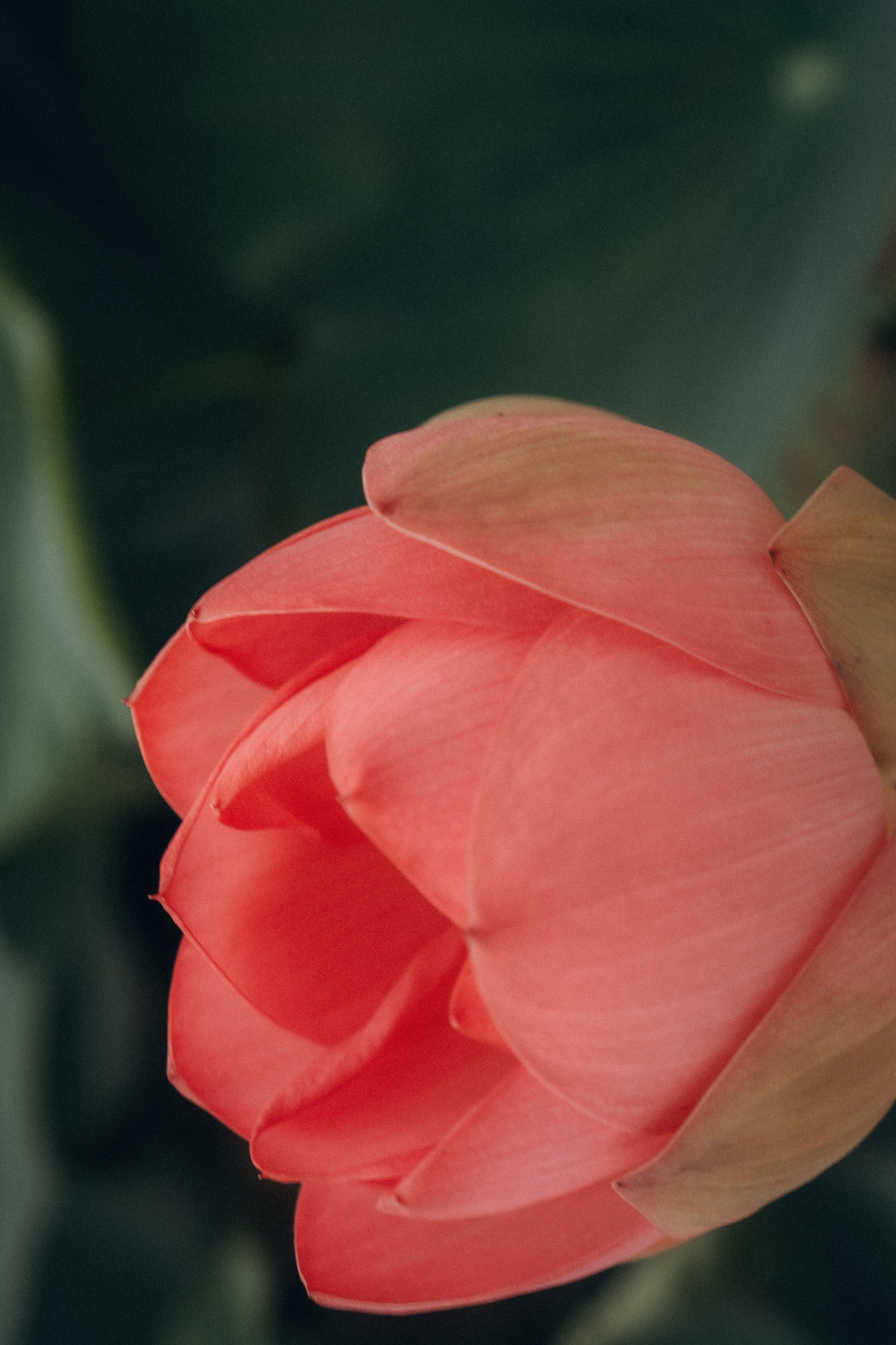 ЛОТОСОВАЯ ПОЛЯНА. Профессиональный фотограф, Санкт-Петербург — Виктория Богомолова