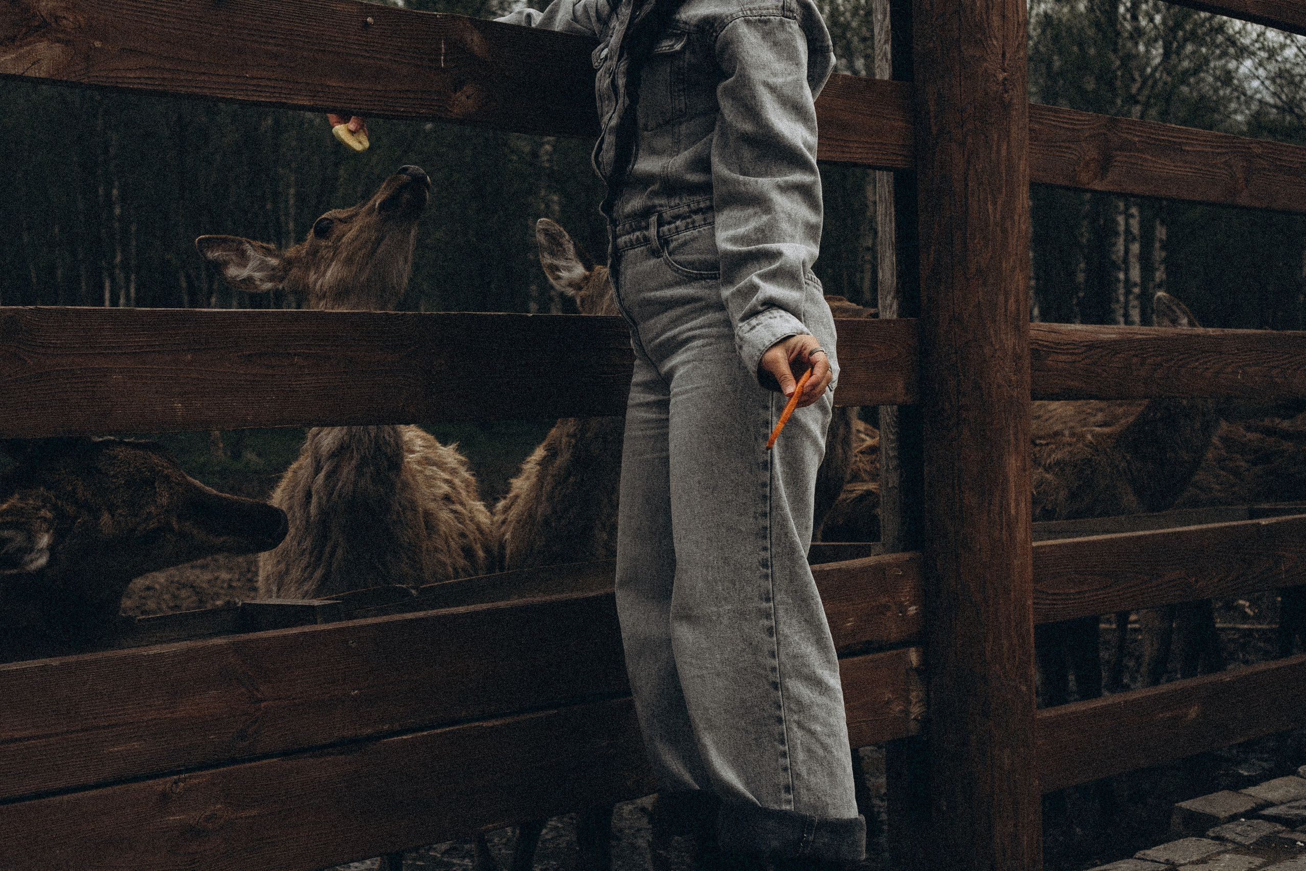 ОЛЕНЬЯ ФЕРМА В ТВЕРИ. Профессиональный фотограф, Санкт-Петербург — Виктория Богомолова