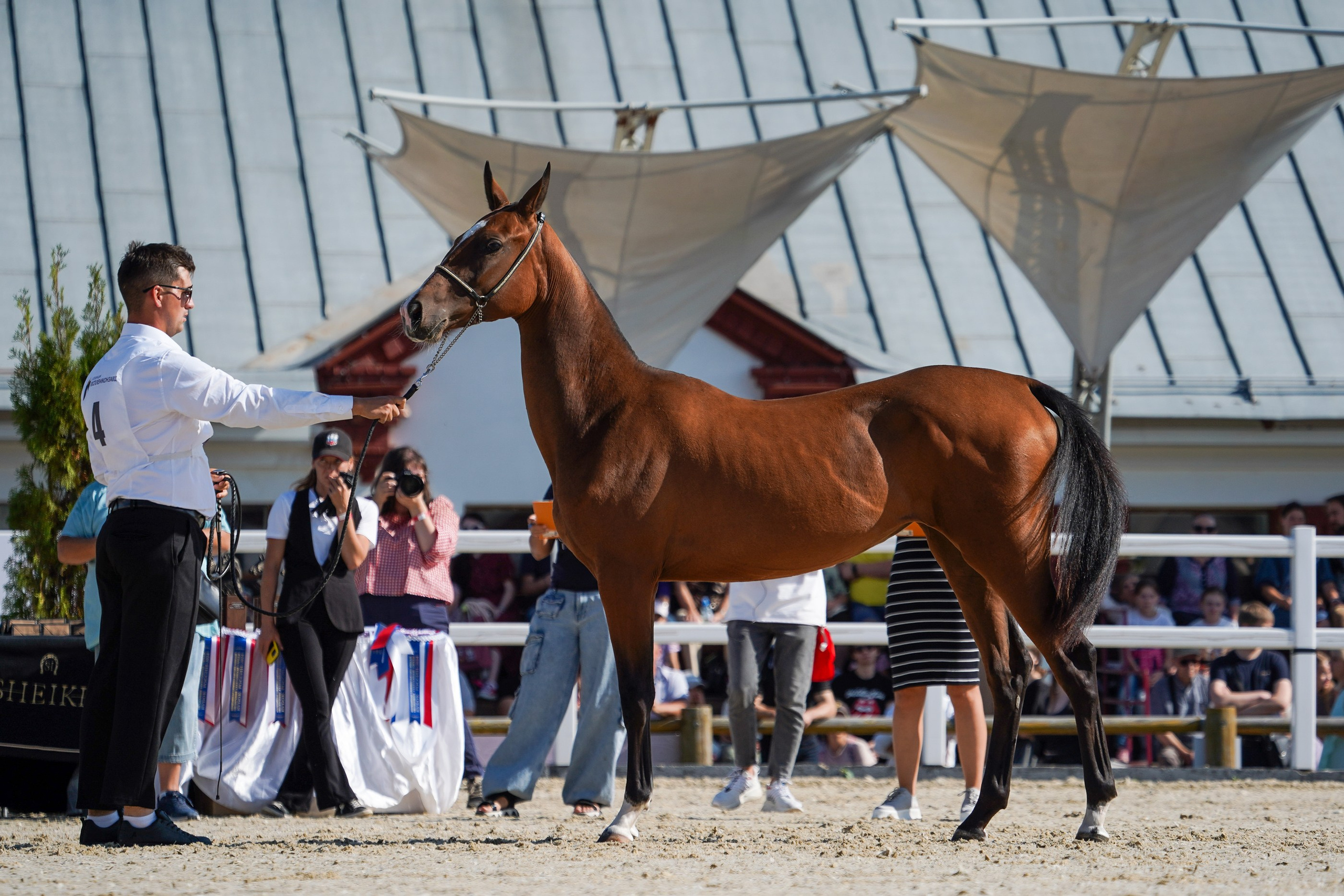 Чемпионат лошадей чистокровной ахалтекинской породы «КУБОК РОССИИ — 2024». Фотограф-анималист, портретный фотограф в Чебоксарах Мария Садыкова