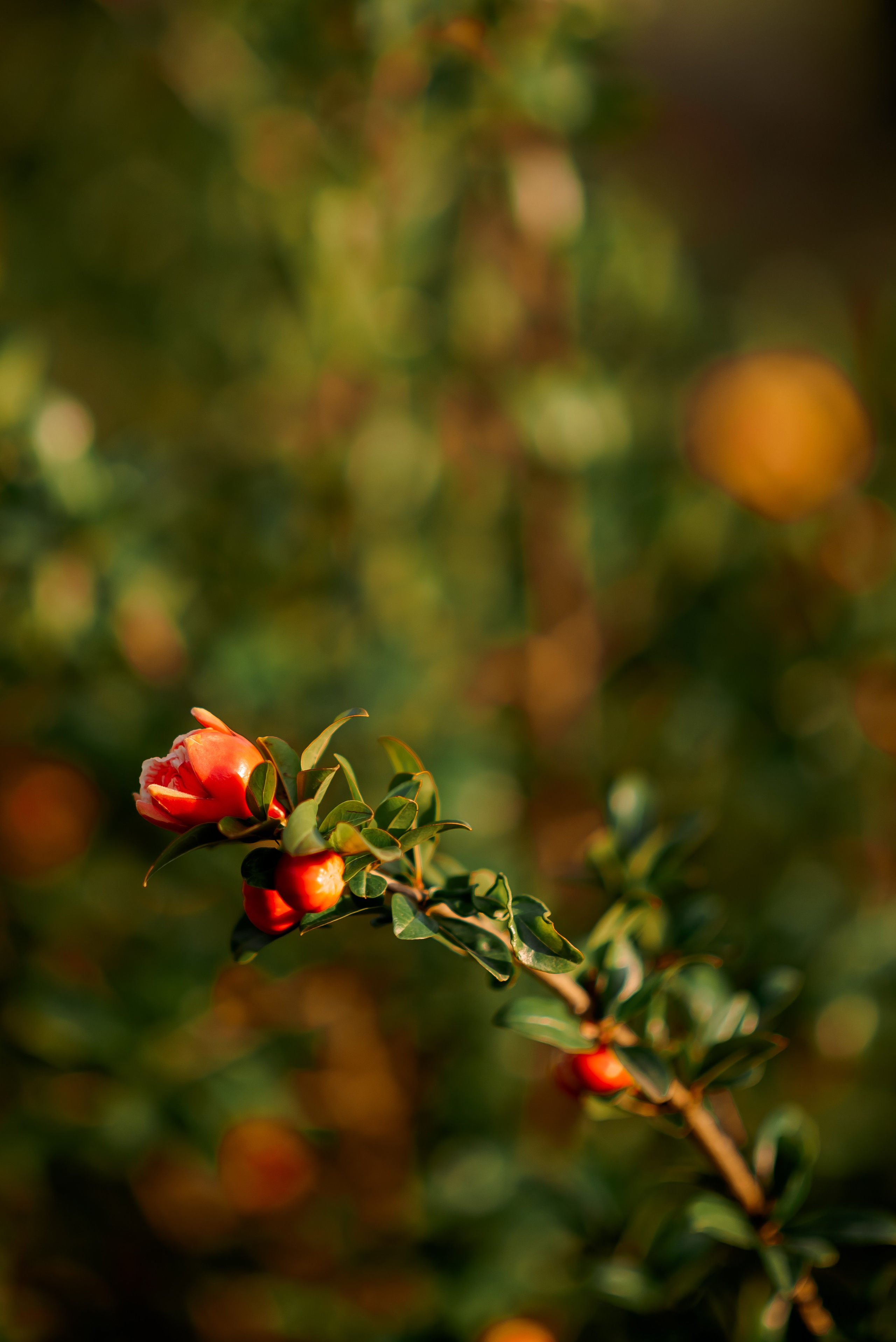 Семейные. Семейный и женский фотограф Лоо Краснодар Сочи Энем Татьяна Трибурт