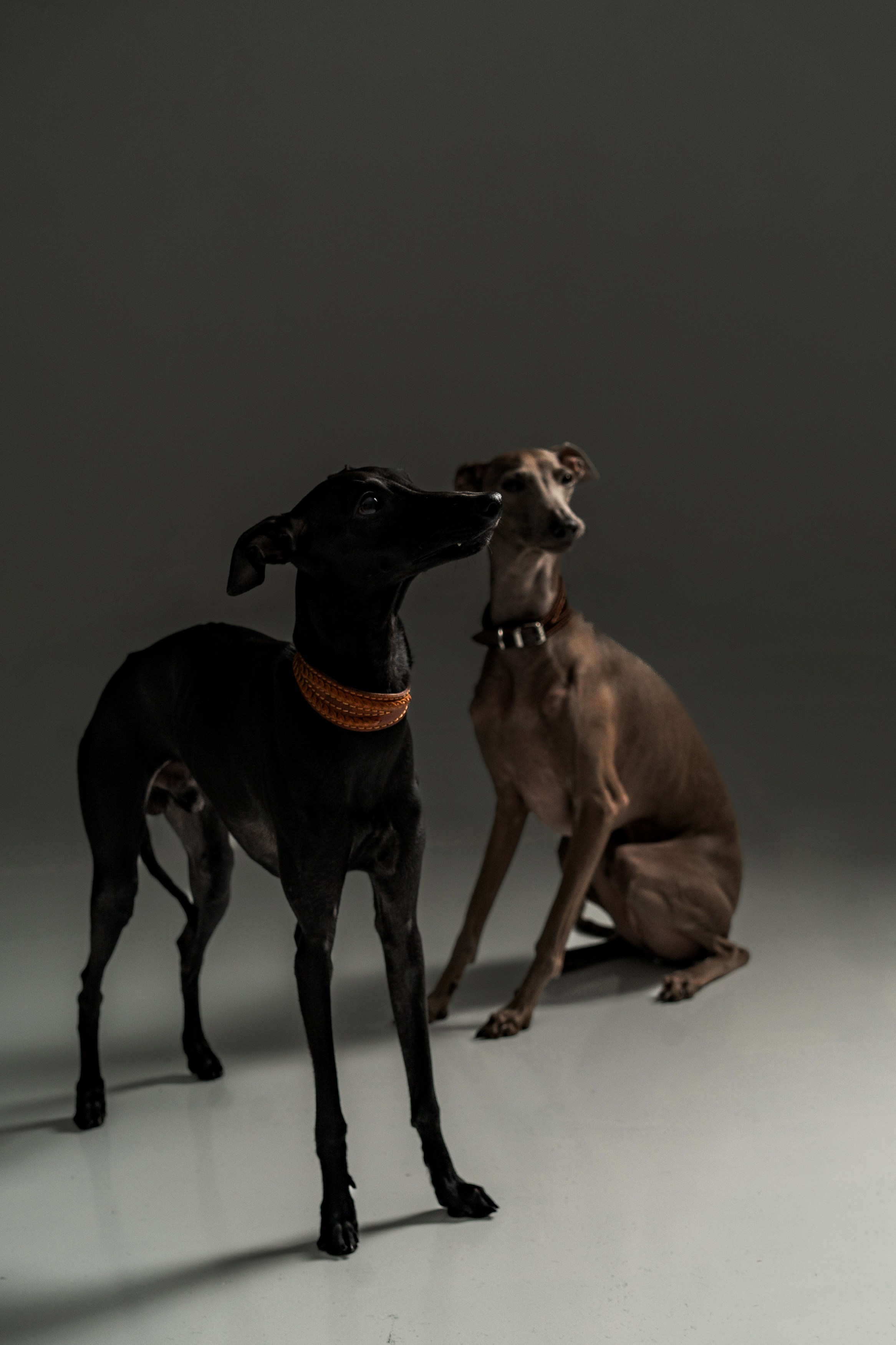 Анимализм. Портретный фотограф Олеся Владимирова в Москве