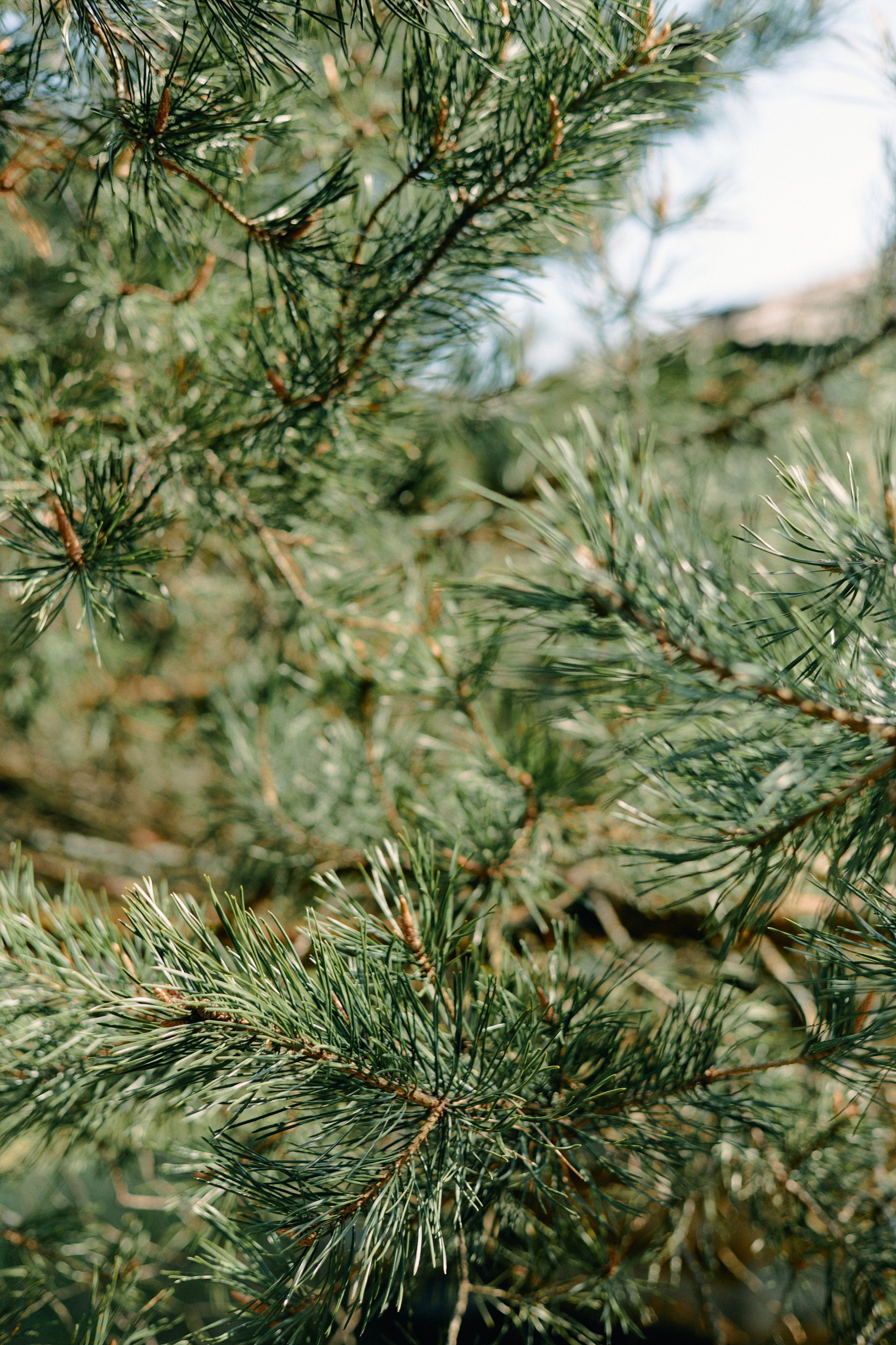 Бутик-отель Поле летом. Профессиональный Фотограф во Владимире, в Москве и в Суздале — Полина Романычева