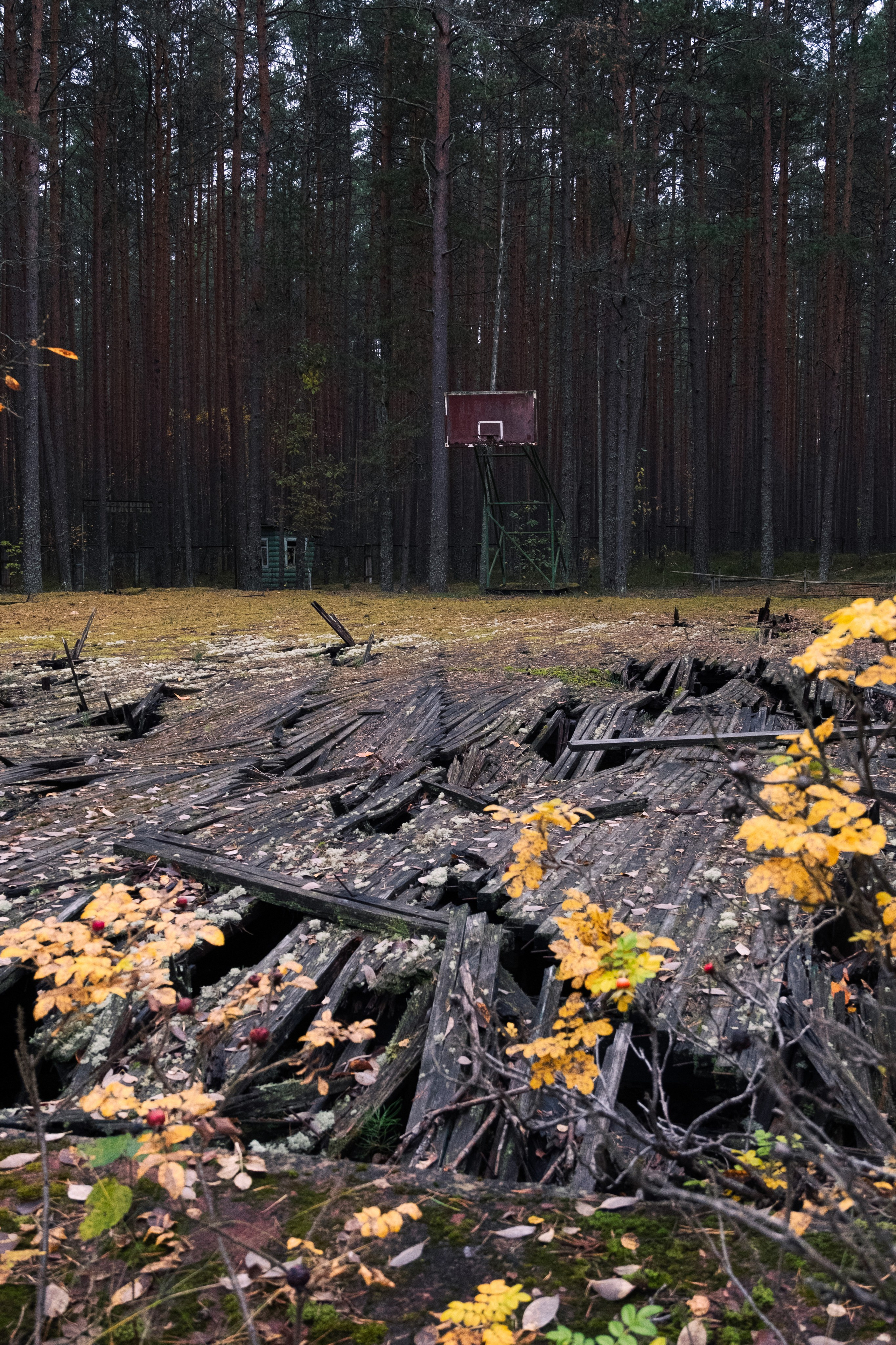 Пионерлагеря. Курочкина Софья