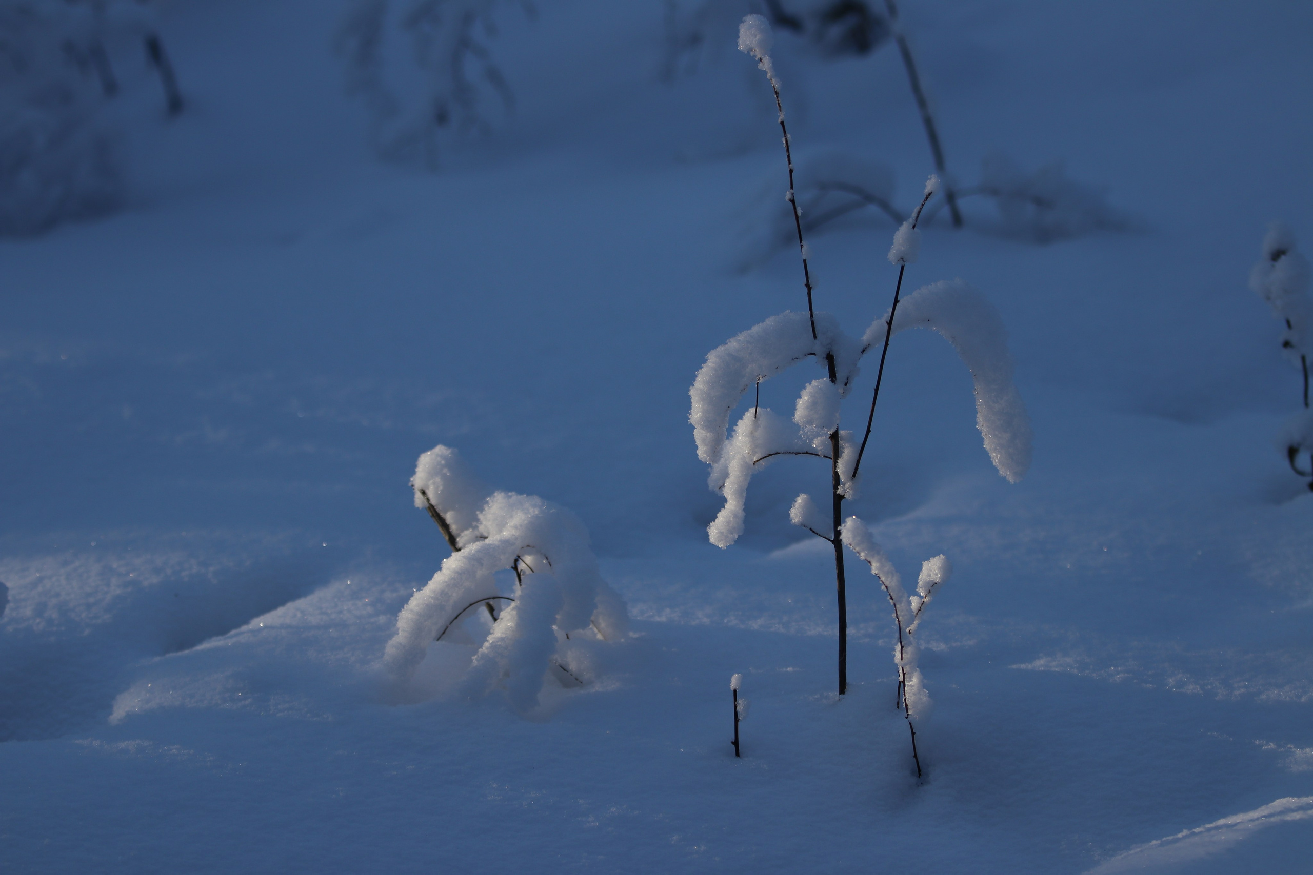 Аршан. Январь 2024. Путешественник-фотограф из Санкт-Петербурга Татьяна Свистулина