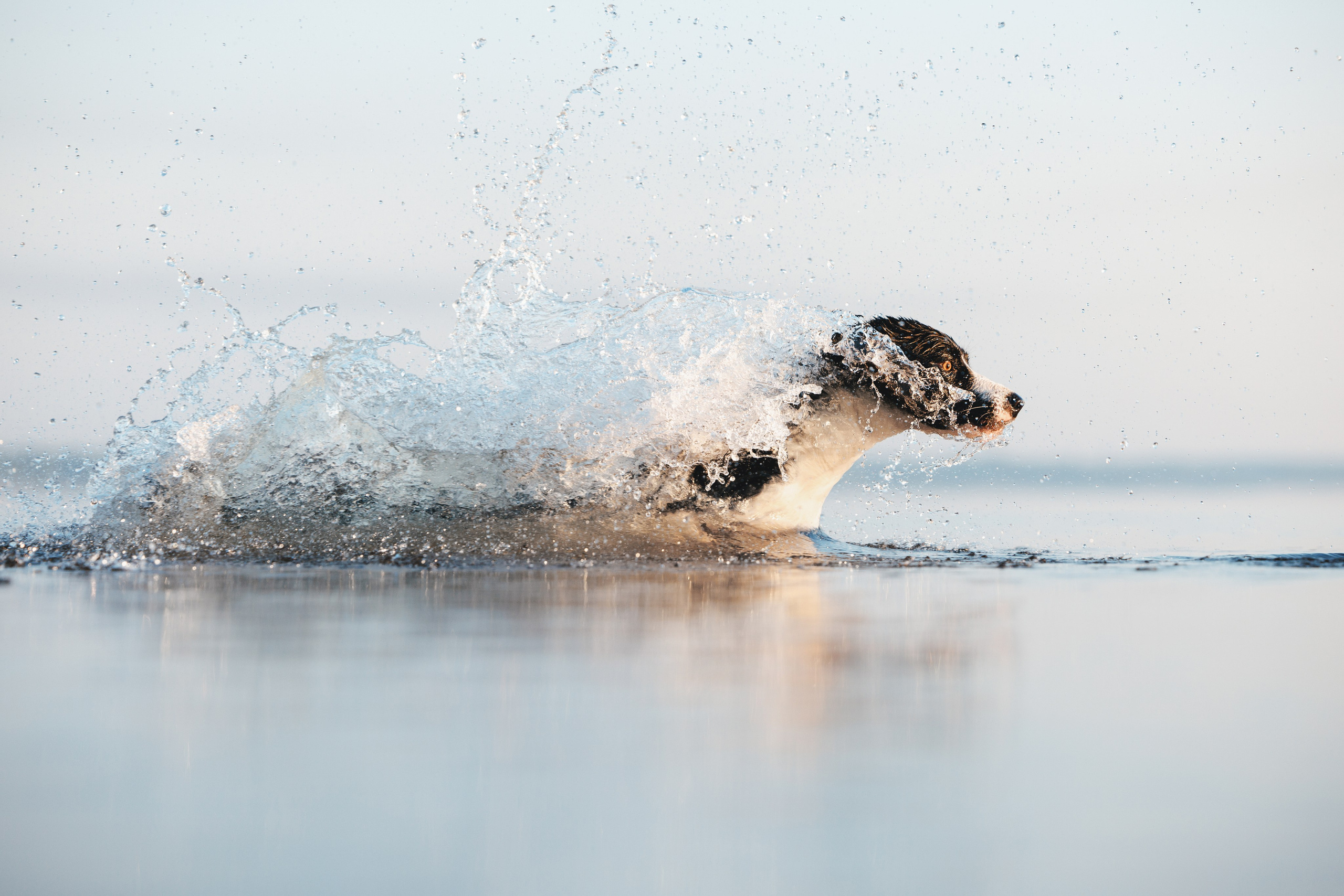 Токи, Янки, Лось, Мако и Рин. Фотограф анималист Осипчикова Мария