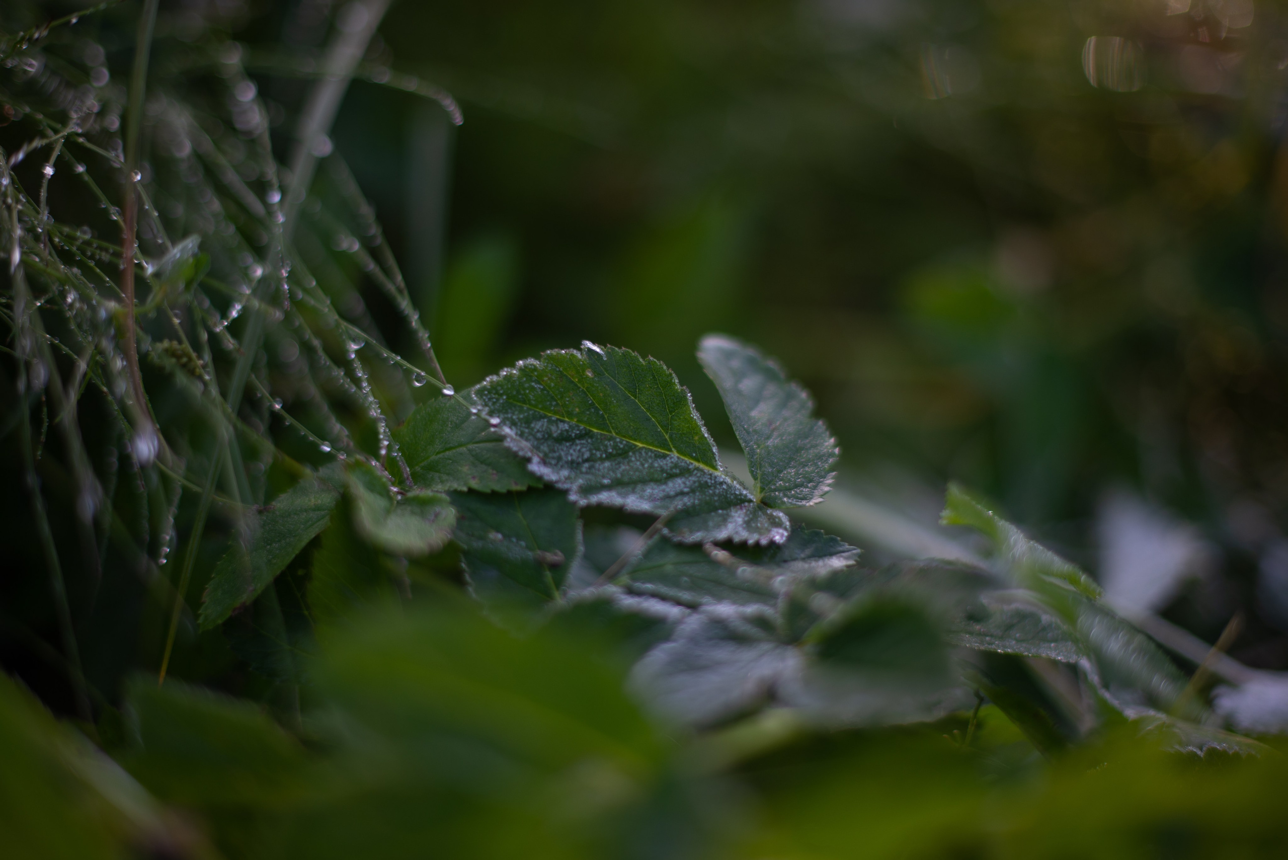 Цветы сада МГУ. Victoria Radjevna Репортажный Фотограф — Видеограф Москва • Санкт-Петербург