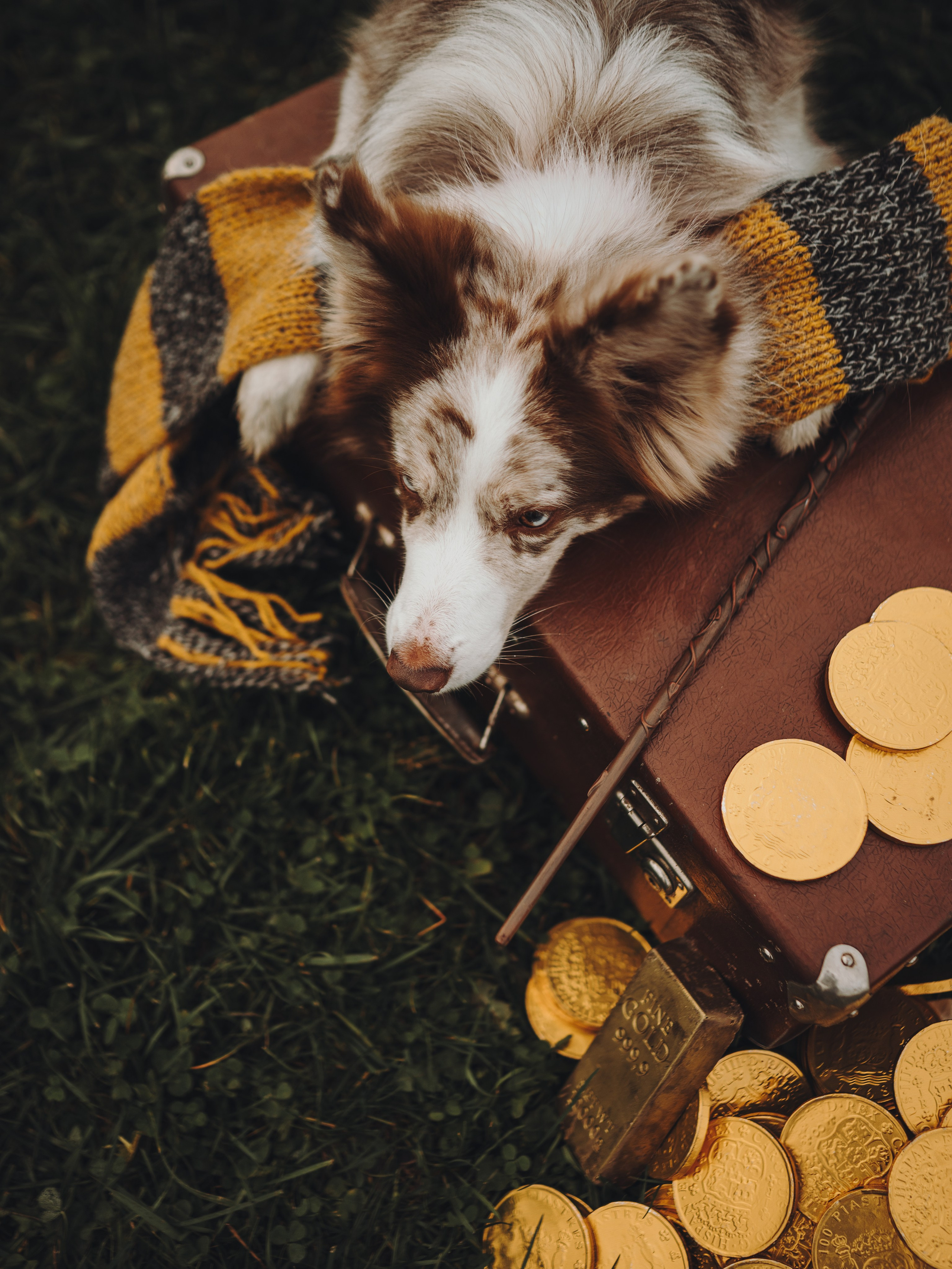 Лилу, Ри и Тучка. Семейный фотограф анималист Ананьева Мария — Москва