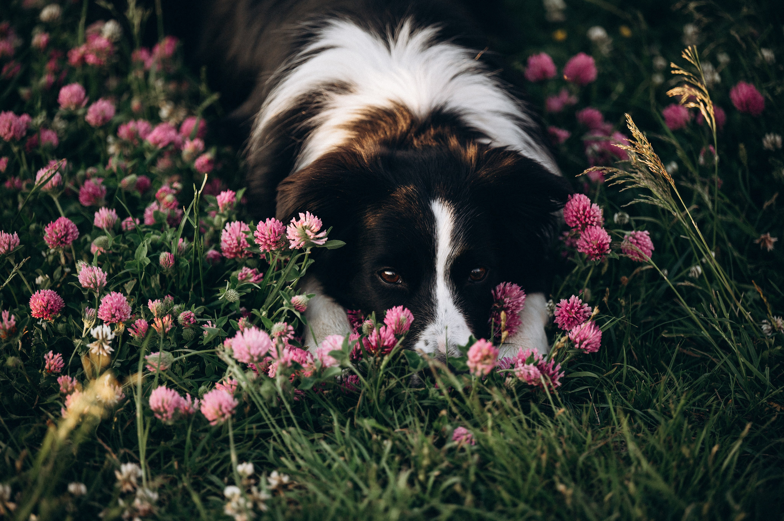 Регина и Эстер. Семейный фотограф анималист Ананьева Мария — Москва