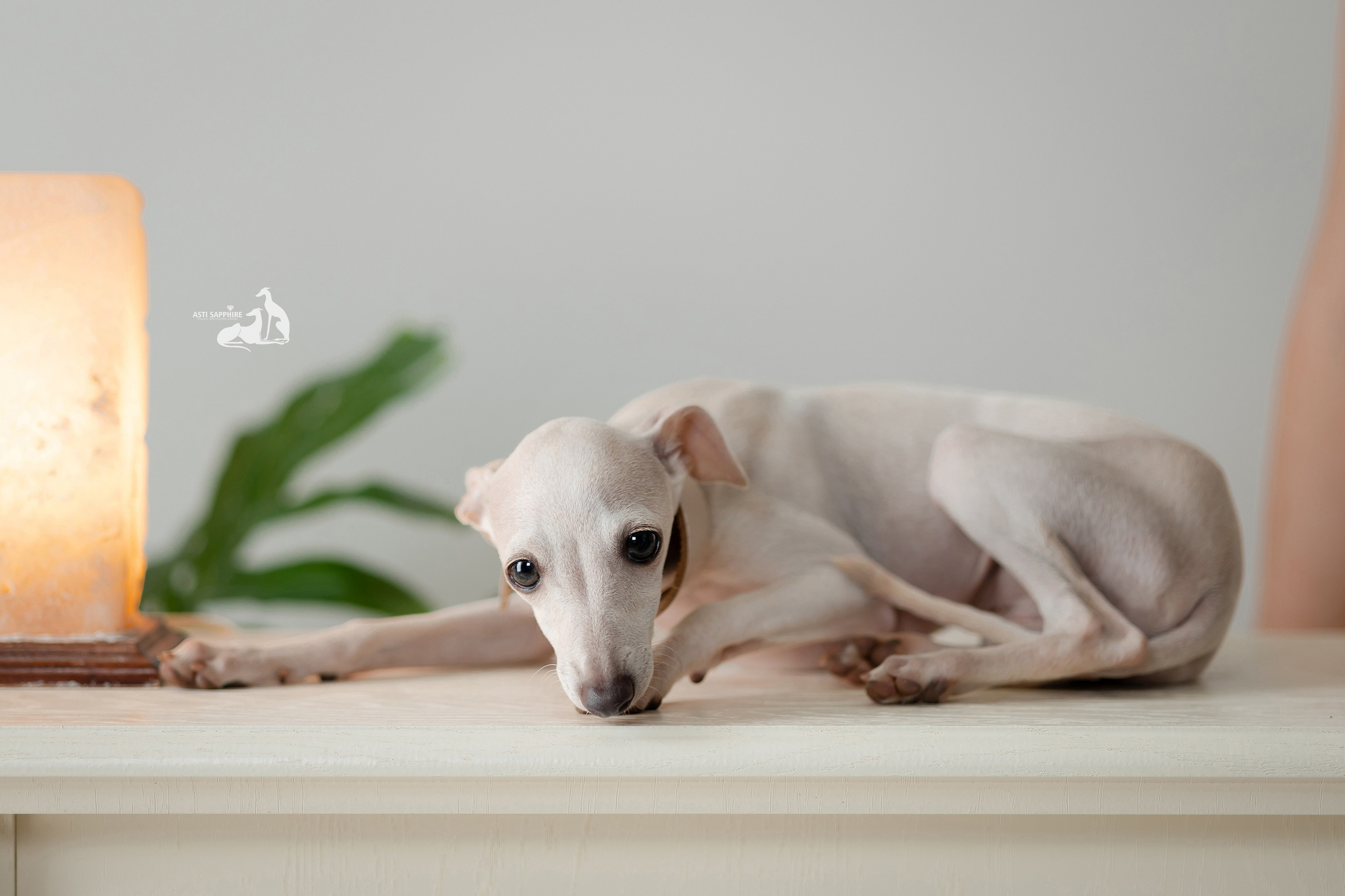 Чудесная шоу-девочка. Professional Italian Greyhound Kennel RKF/FCI ASTI SAPPHIRE 💎 Sochi|St. Petersburg
