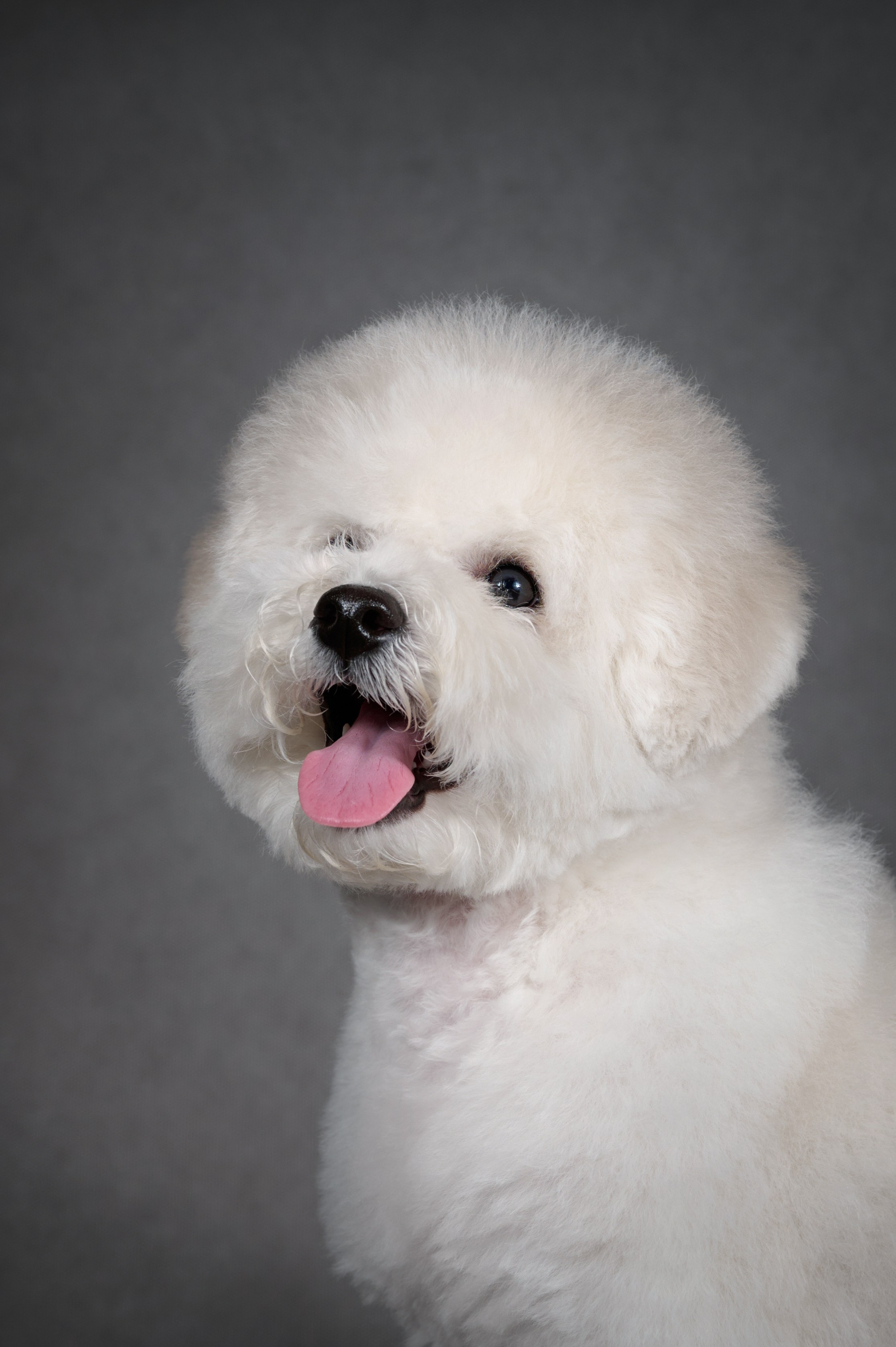 Щенки в домашней студии. Фотограф анималист в Казани Алина Сулейманова. Фотограф животных