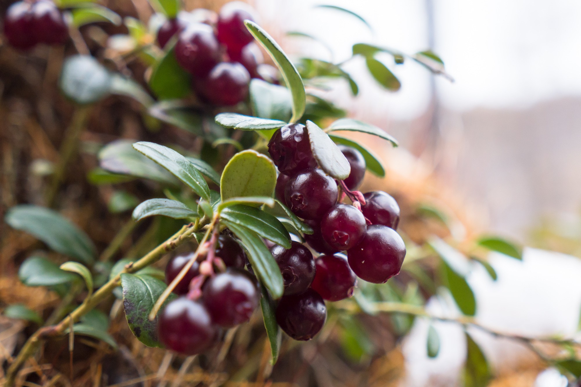 Якутия. Фотограф Алексей Скоробогатько