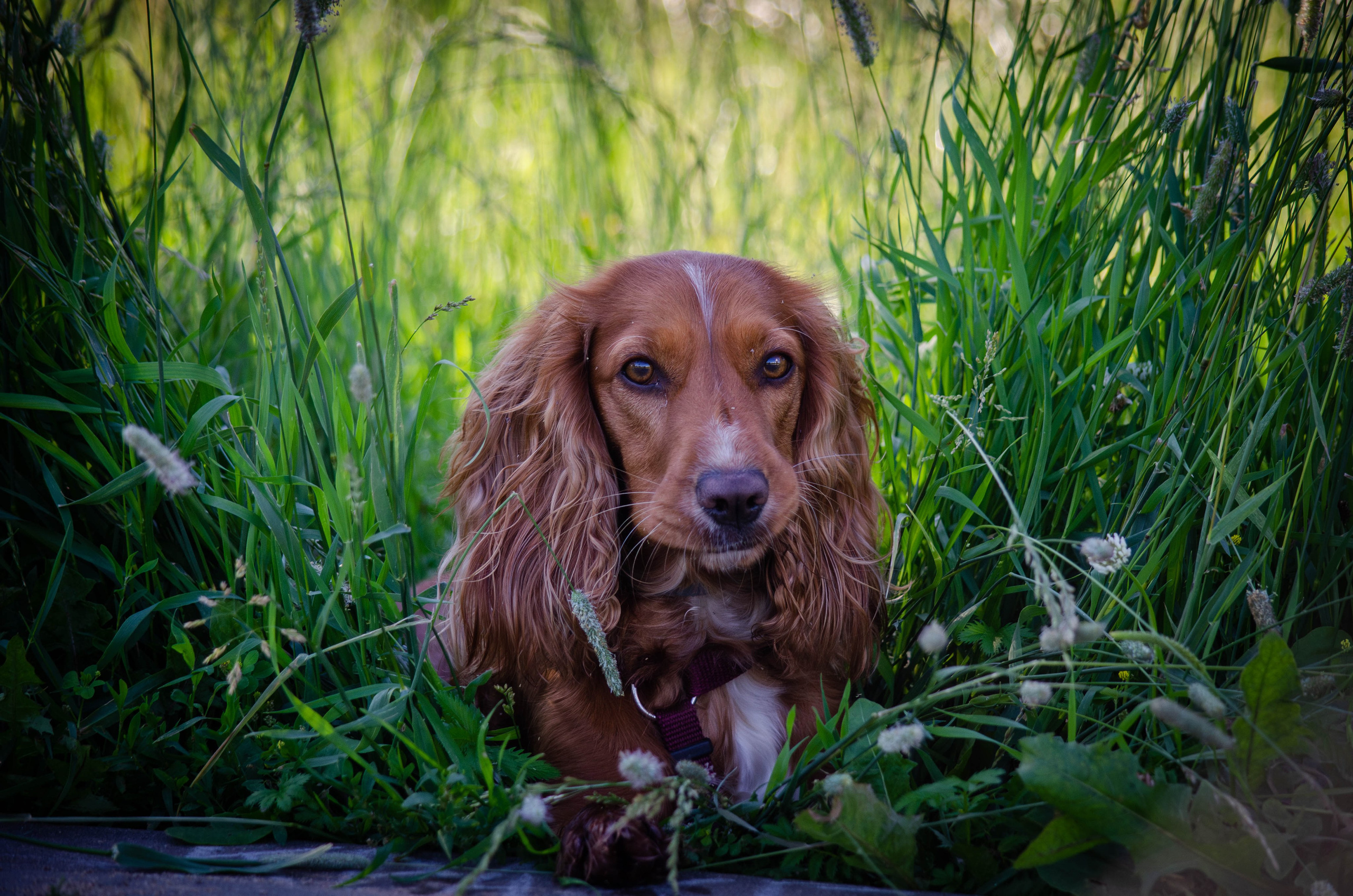 Джесси. Фотограф Светлана Блинова, Москва и Московская область