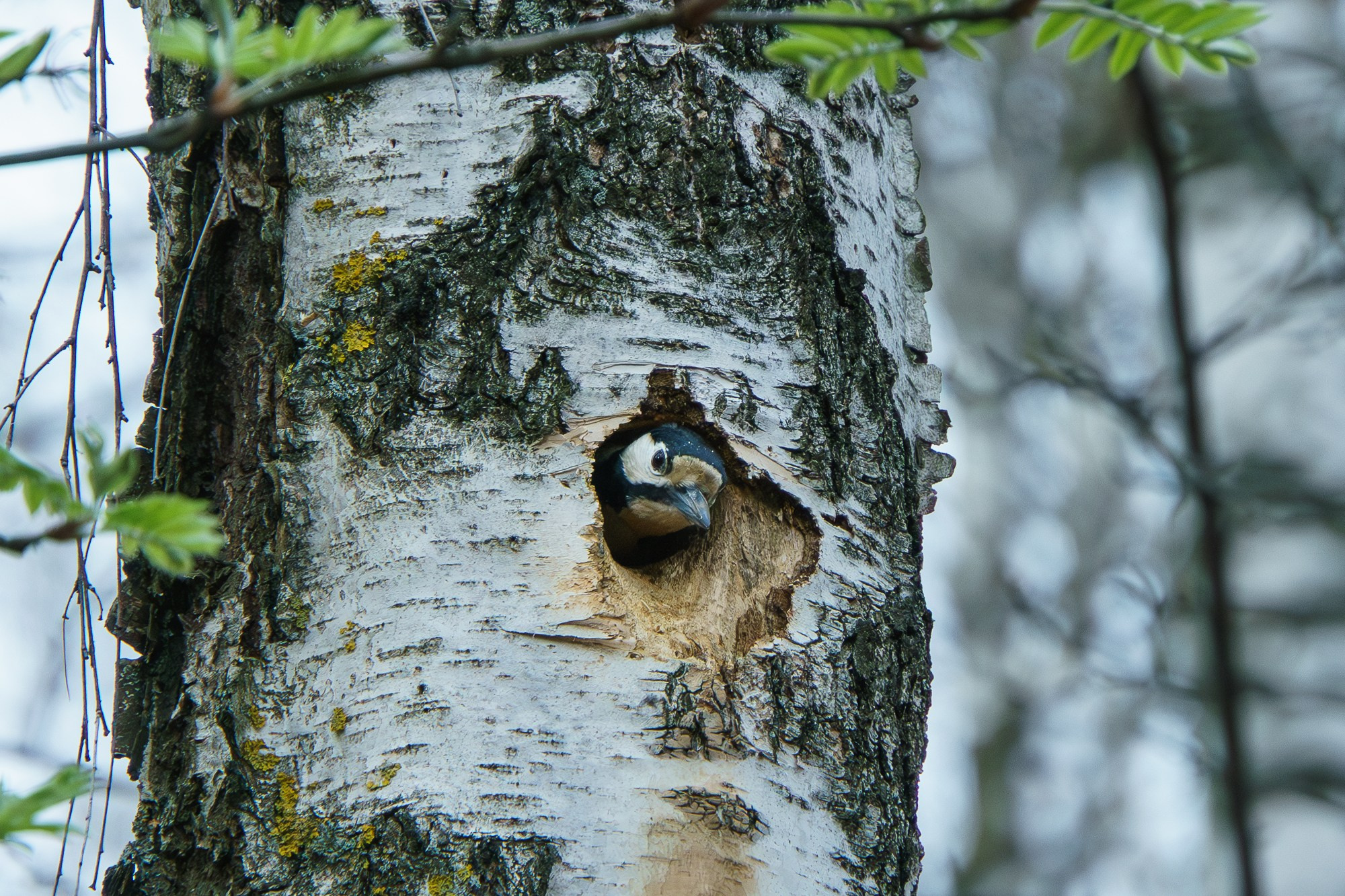Удивительные мир птиц. Вокруг нас столько прекрасного — присмотритесь!. Ваш личный фотограф Марина Волкова