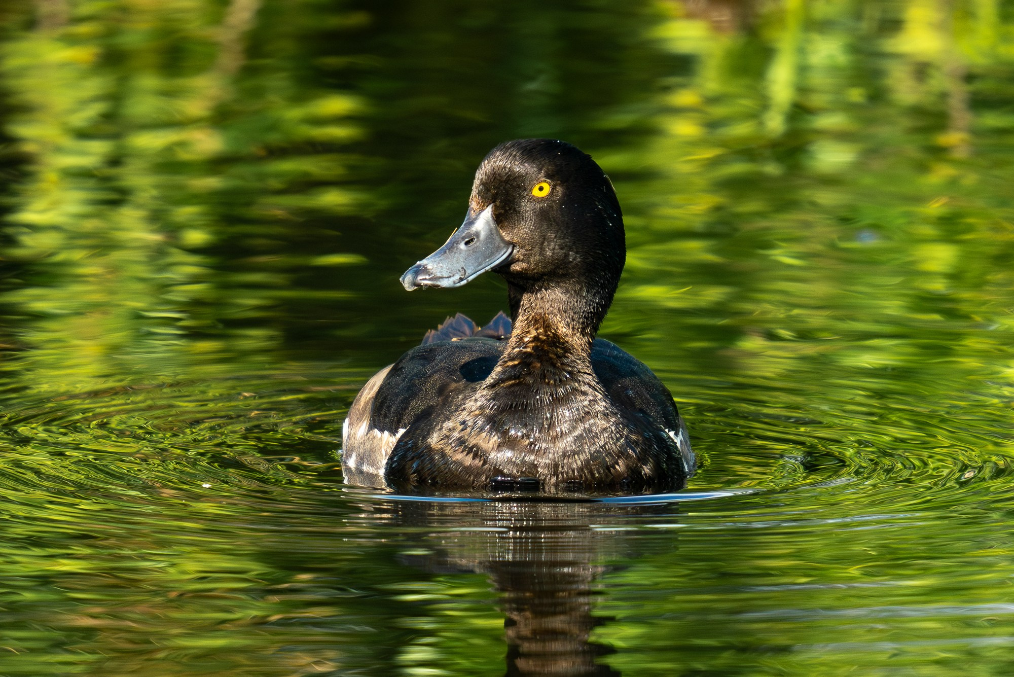 Удивительные мир птиц. Вокруг нас столько прекрасного — присмотритесь!. Ваш личный фотограф Марина Волкова
