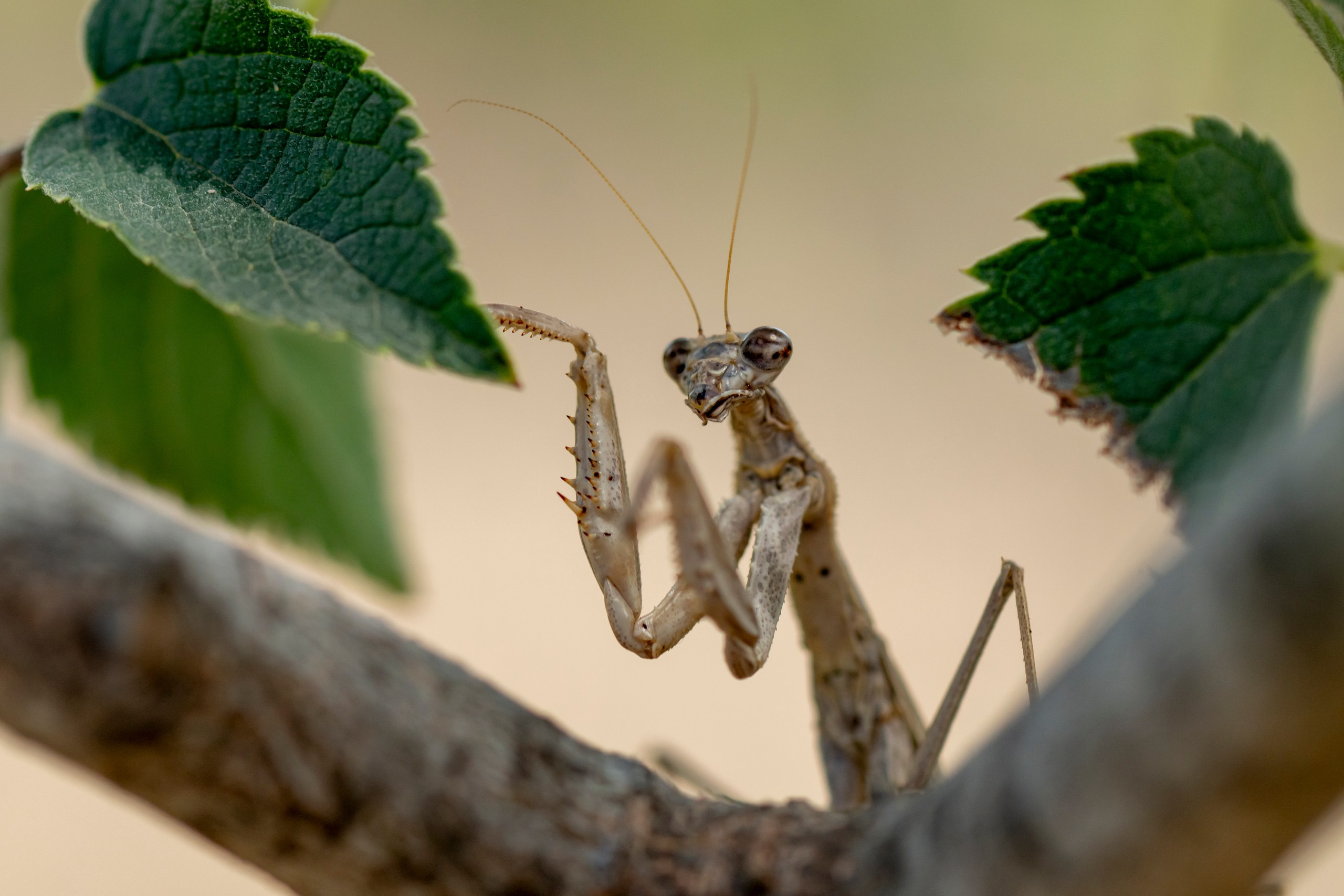 Макрофотосъёмка. Foto-Zuev фотография как искусство