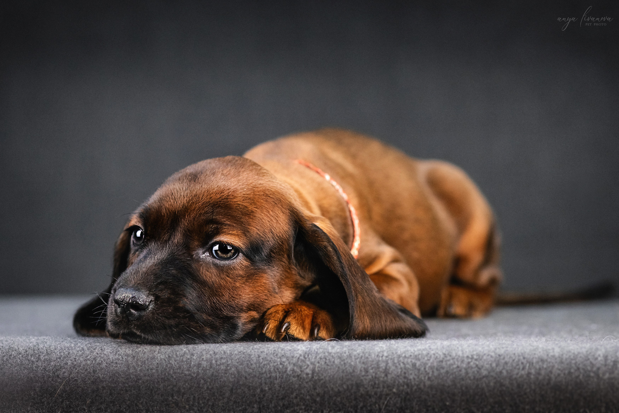 Баварки. Фотограф анималист Аня Ливанова | Рыбинск