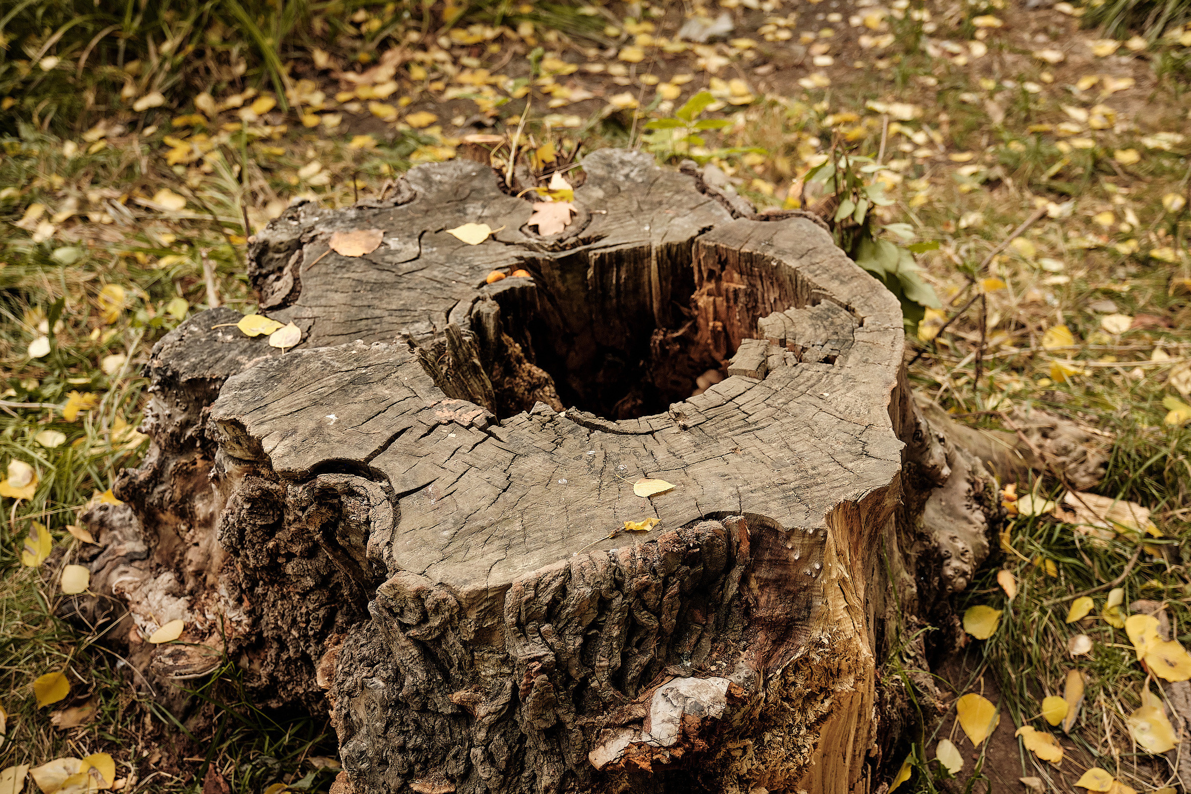 Осень в парке. Профессиональный фотограф в Екатеринбурге Юра Сахар