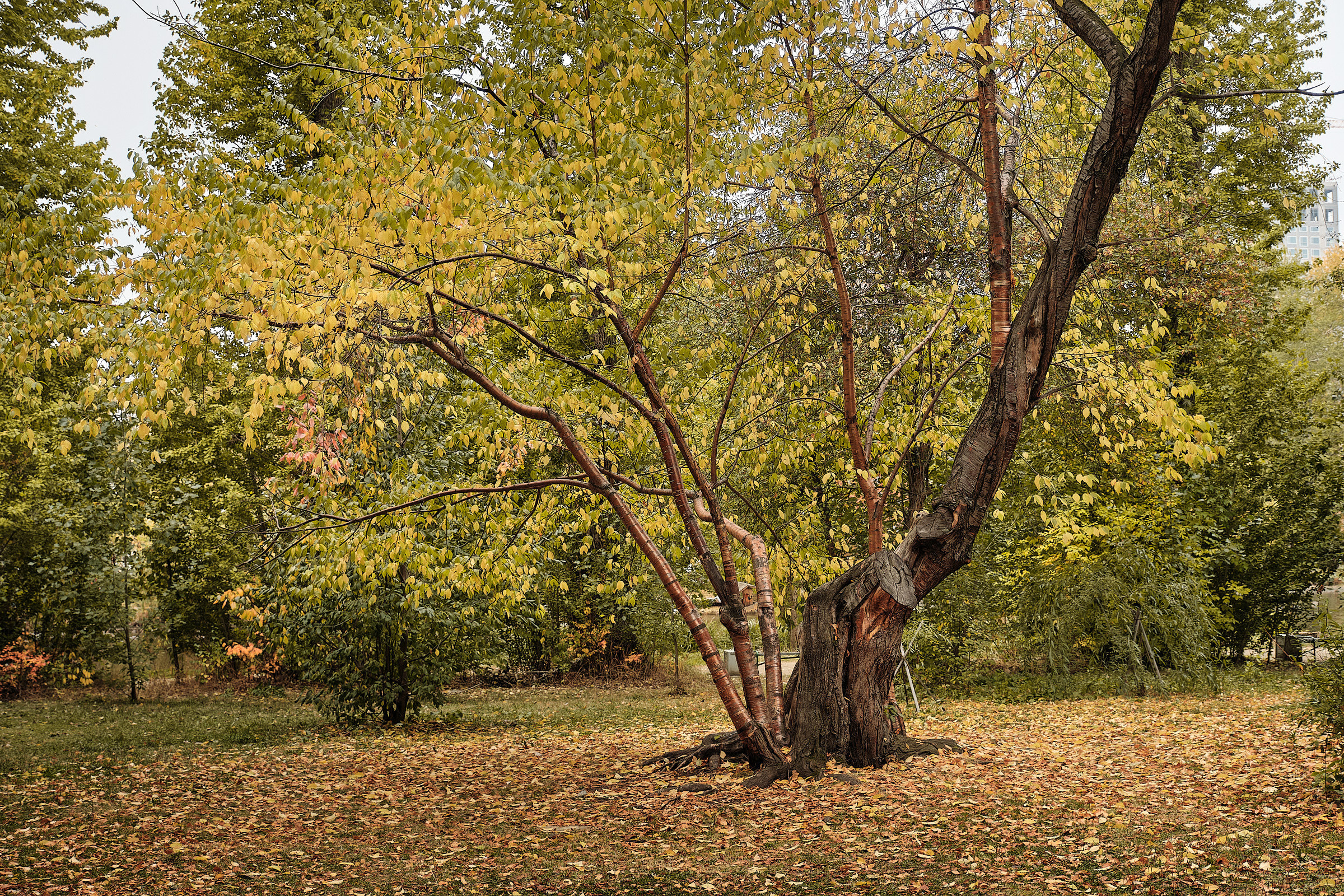 Осень в парке. Профессиональный фотограф в Екатеринбурге Юра Сахар