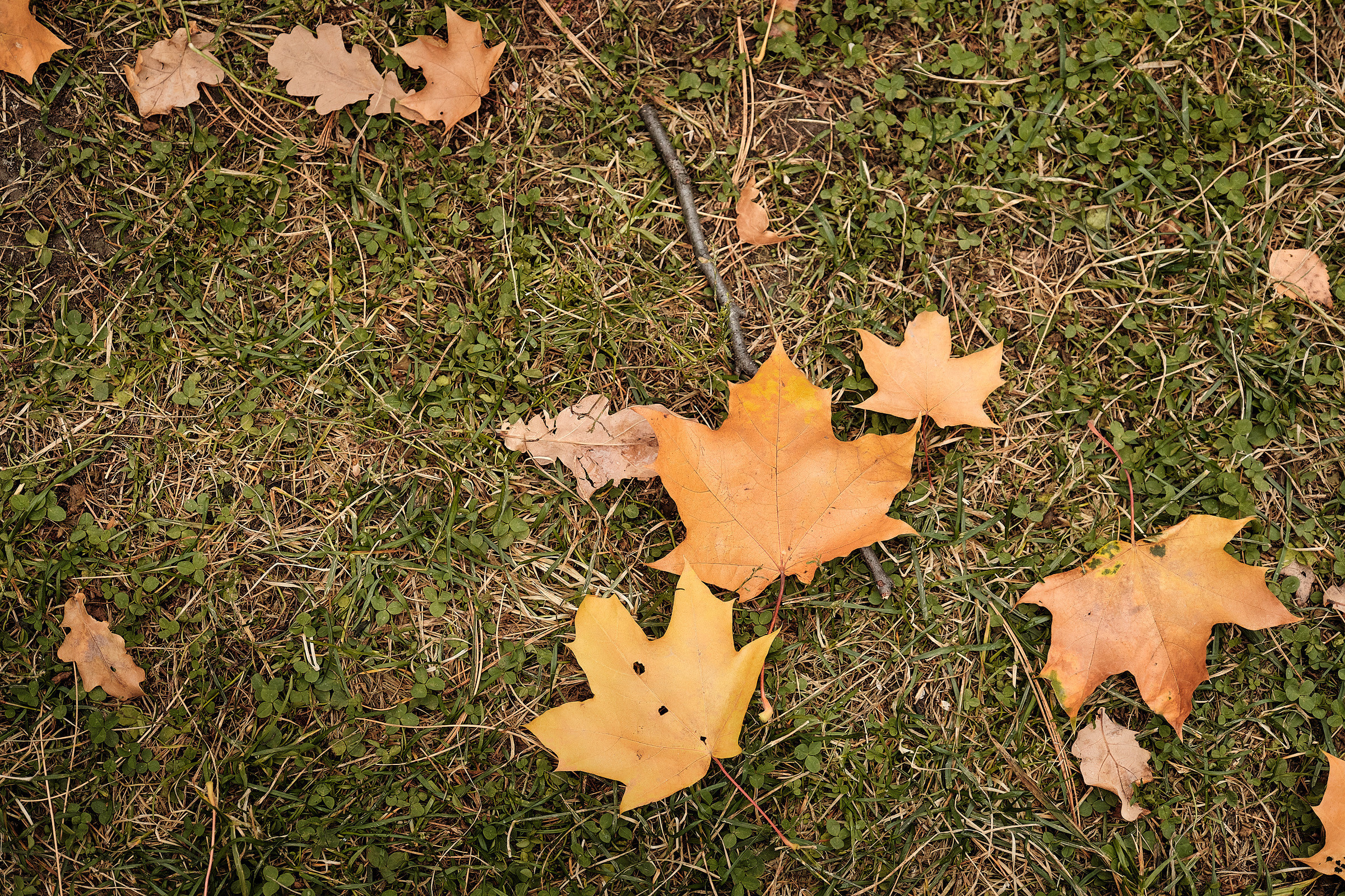 Осень в парке. Профессиональный фотограф в Екатеринбурге Юра Сахар