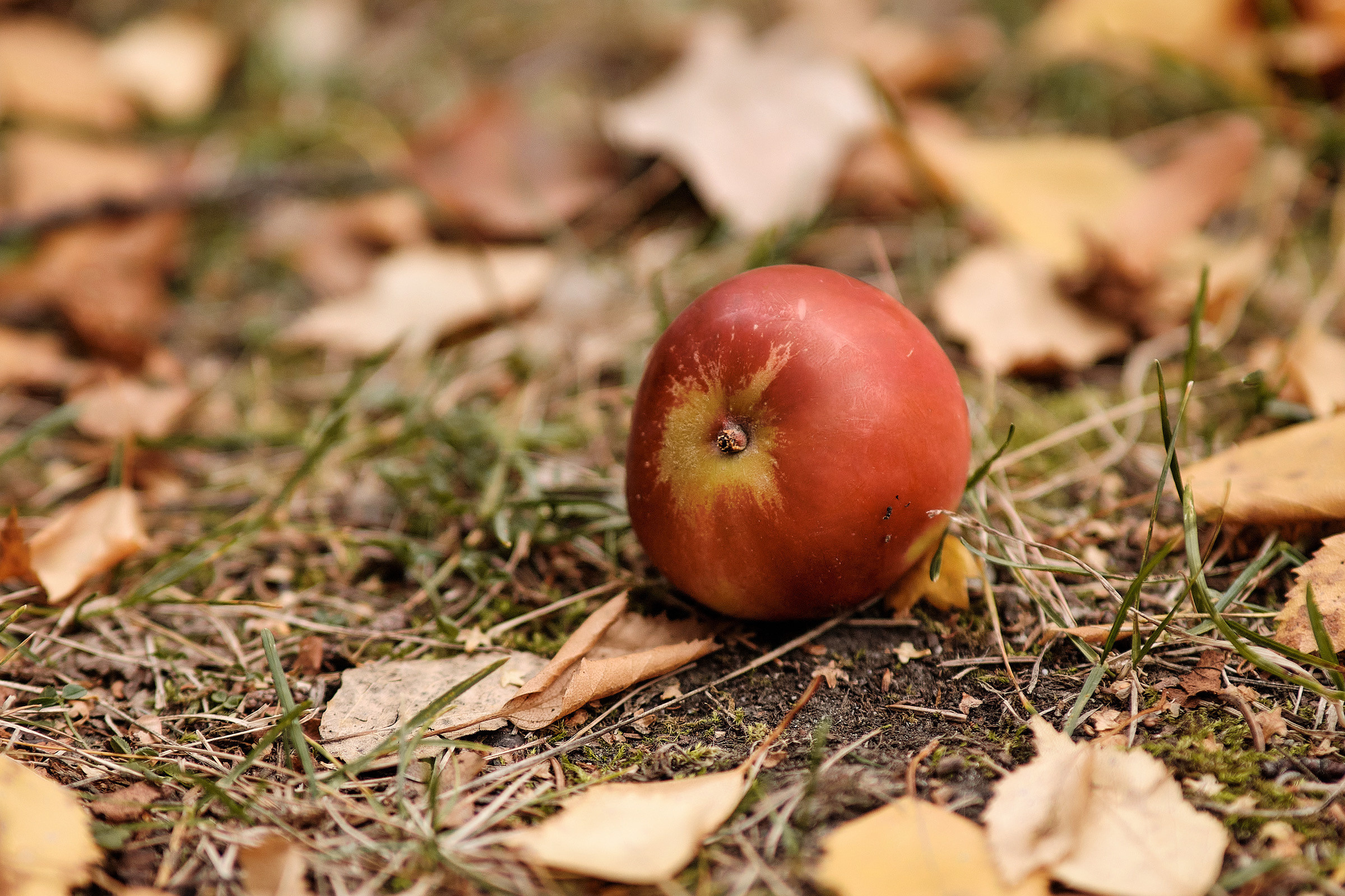 Осень в парке. Профессиональный фотограф в Екатеринбурге Юра Сахар