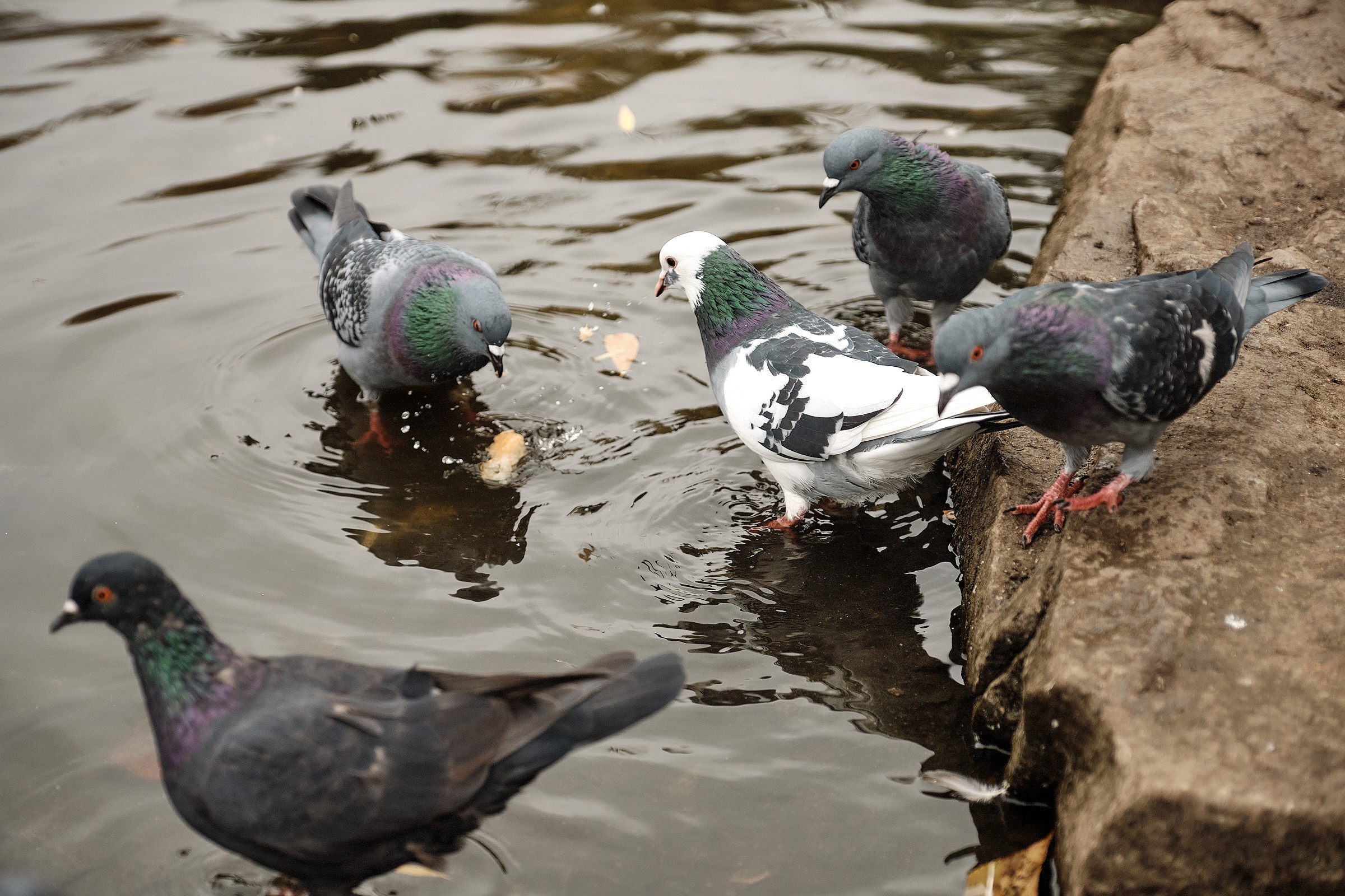 Осень в парке. Профессиональный фотограф в Екатеринбурге Юра Сахар
