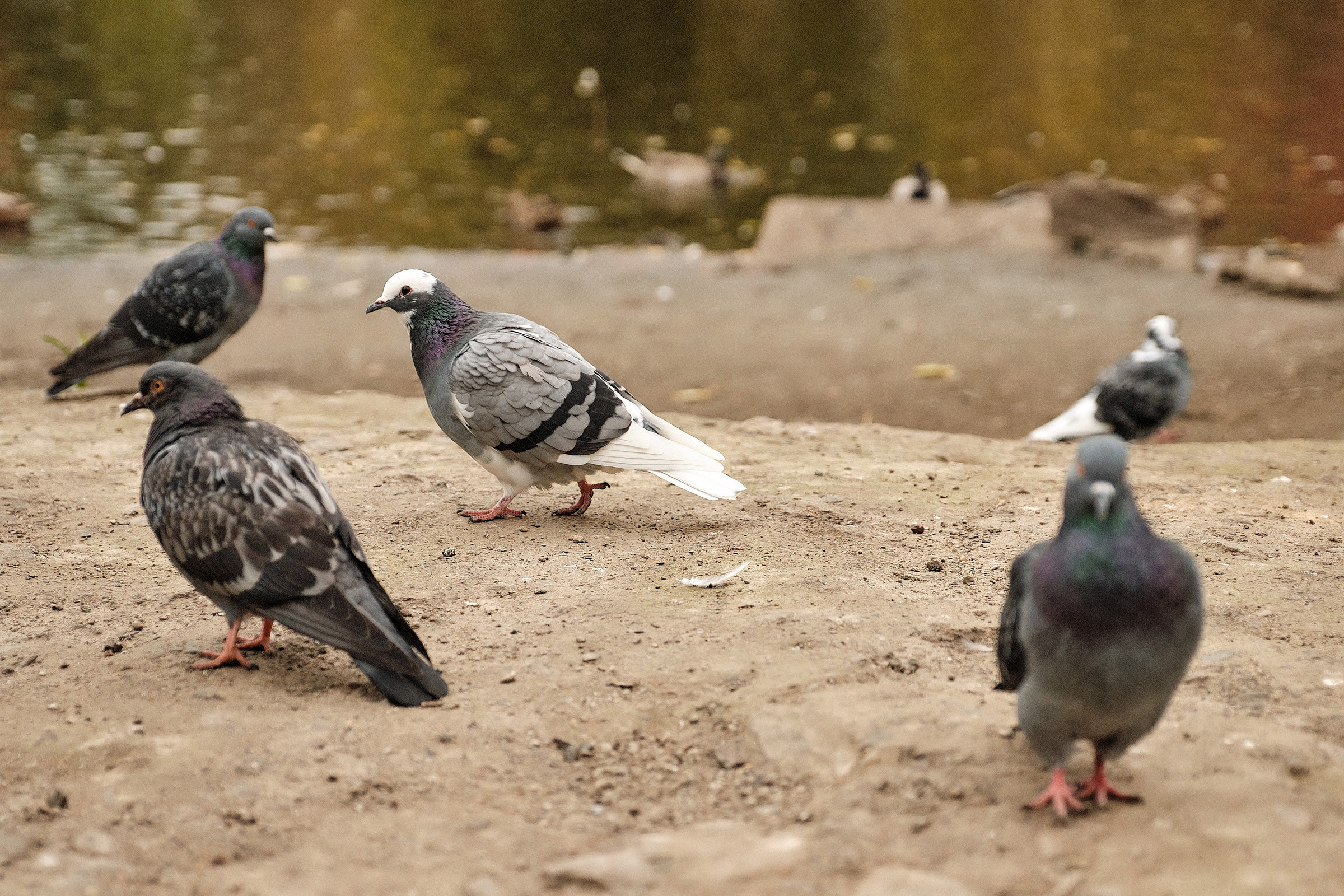 Осень в парке. Профессиональный фотограф в Екатеринбурге Юра Сахар