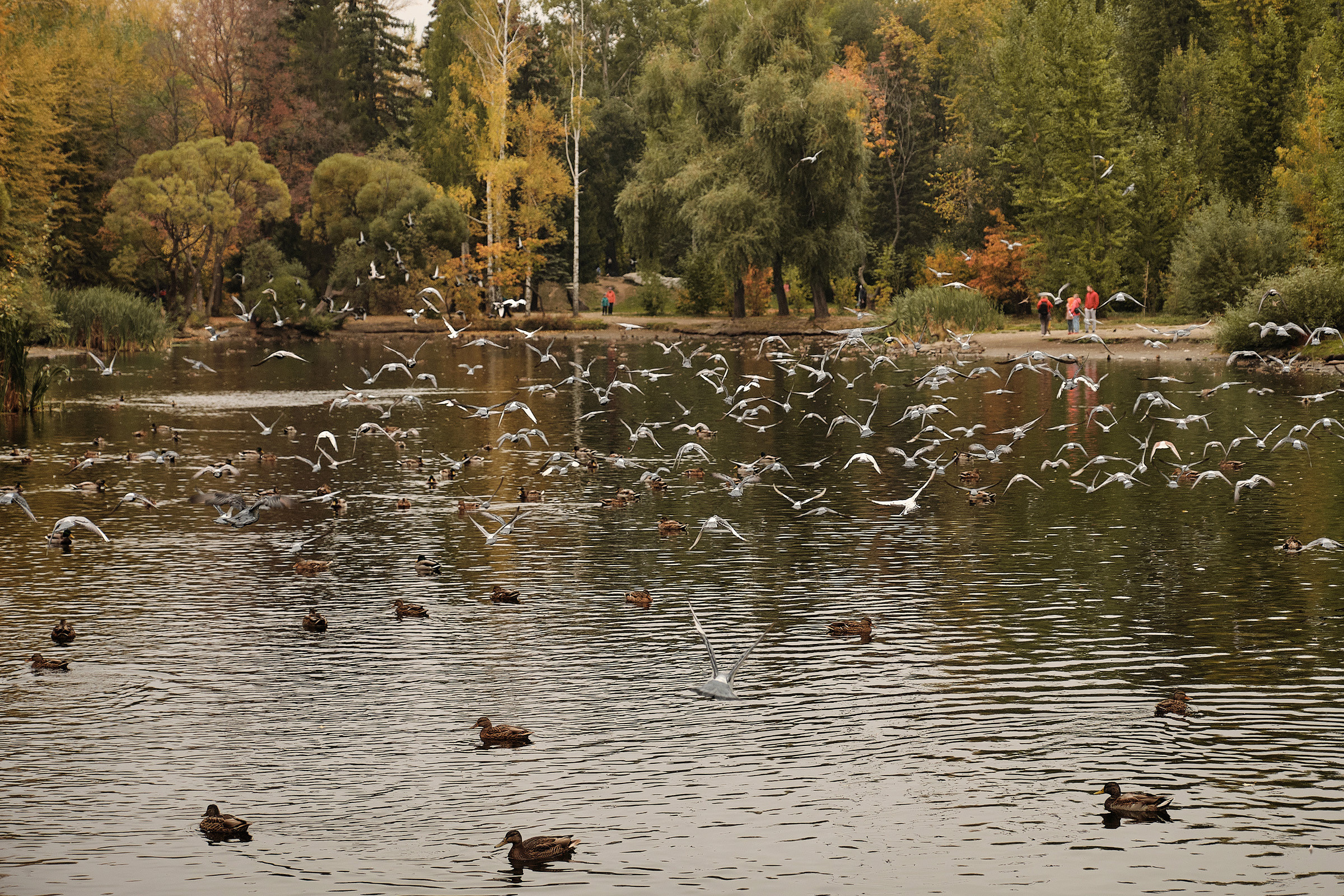Осень в парке. Профессиональный фотограф в Екатеринбурге Юра Сахар