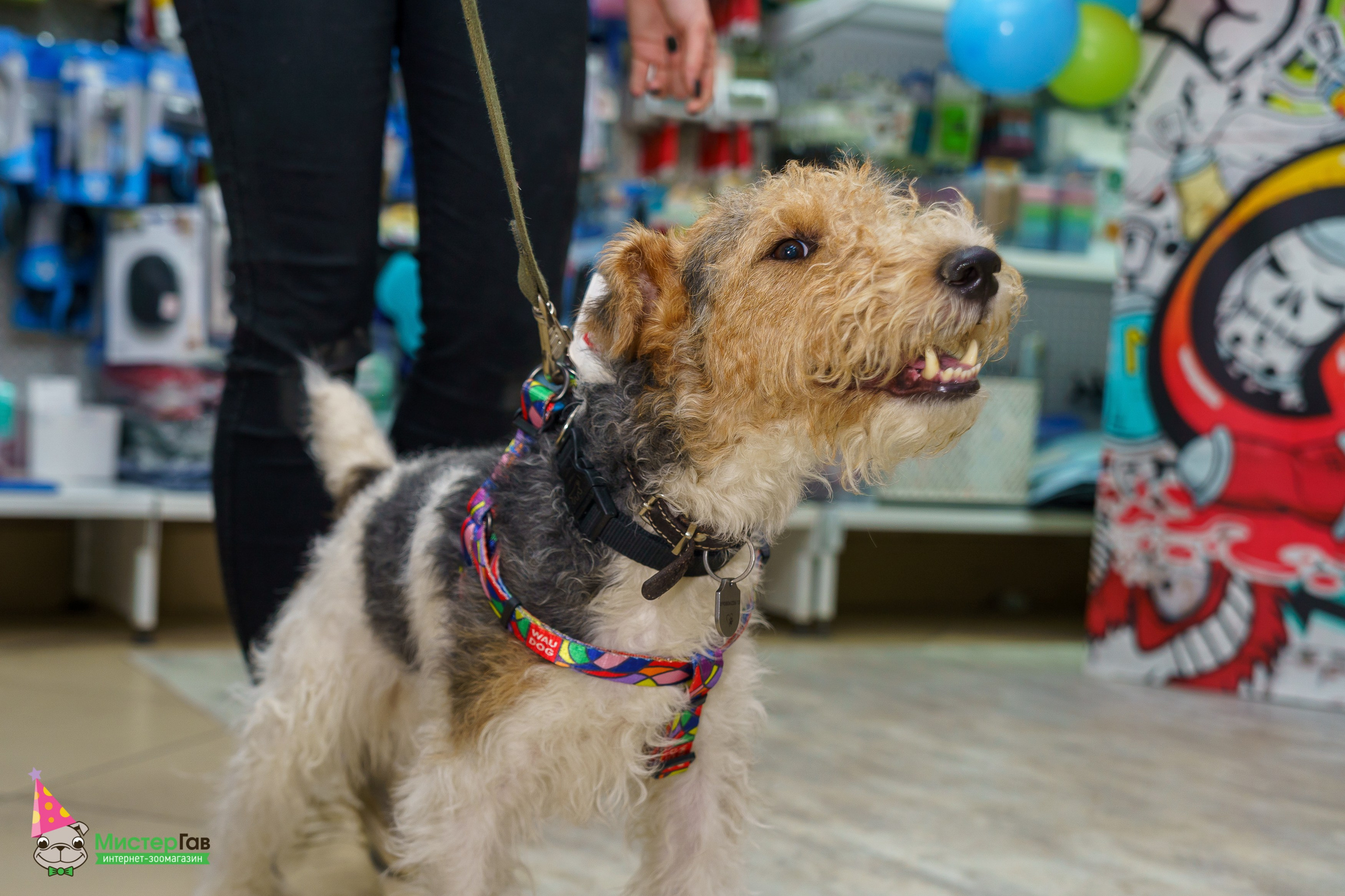 Мистер Гав -13 лет!. Фотограф Челябинск · Ольга Серебрякова