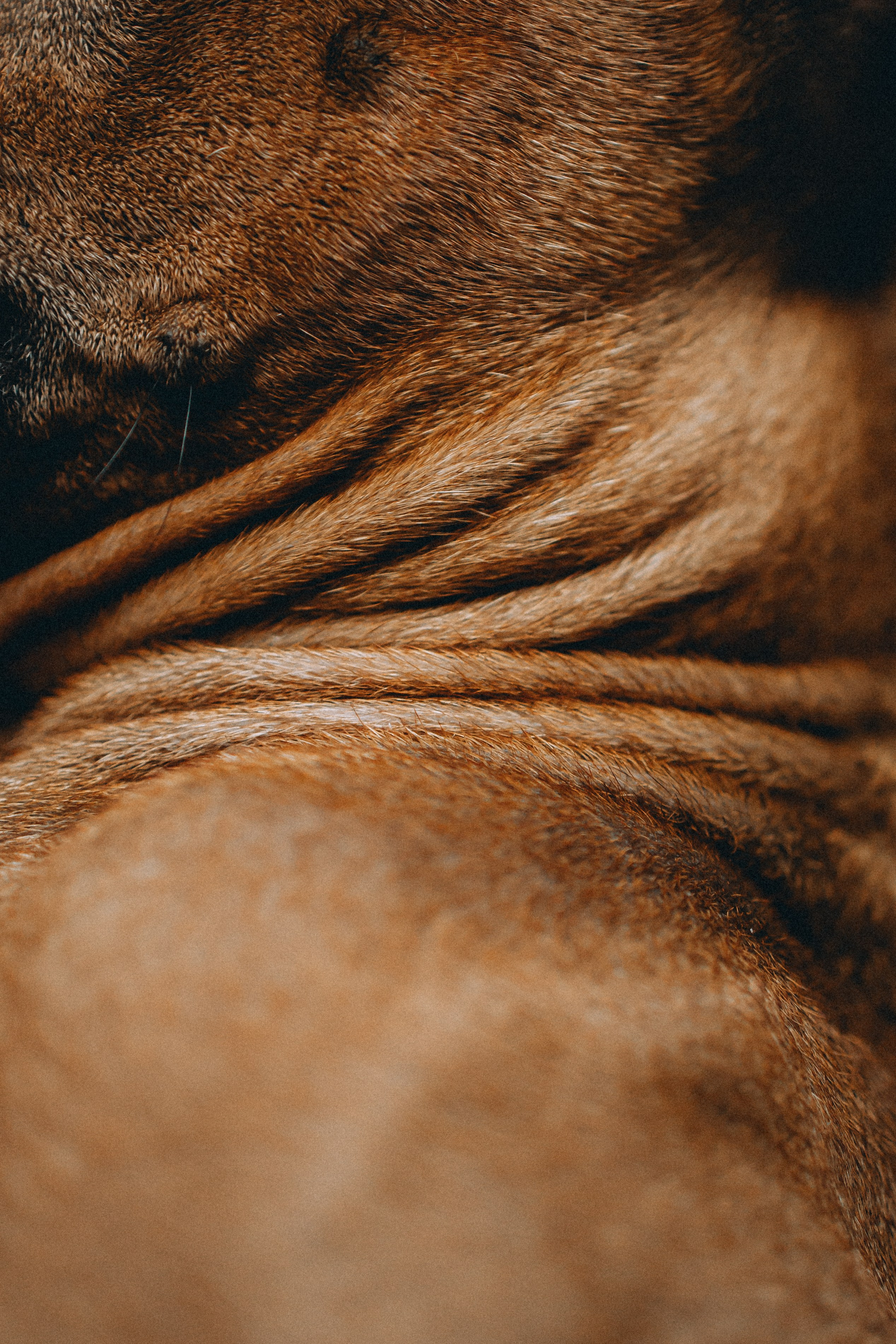 Оксана и Зевс