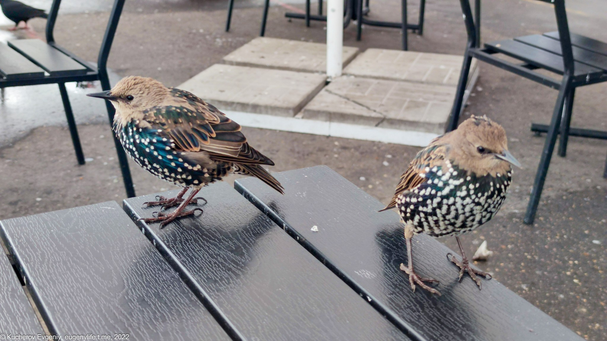 Скворцы. Кучеров Евгений. Фотограф