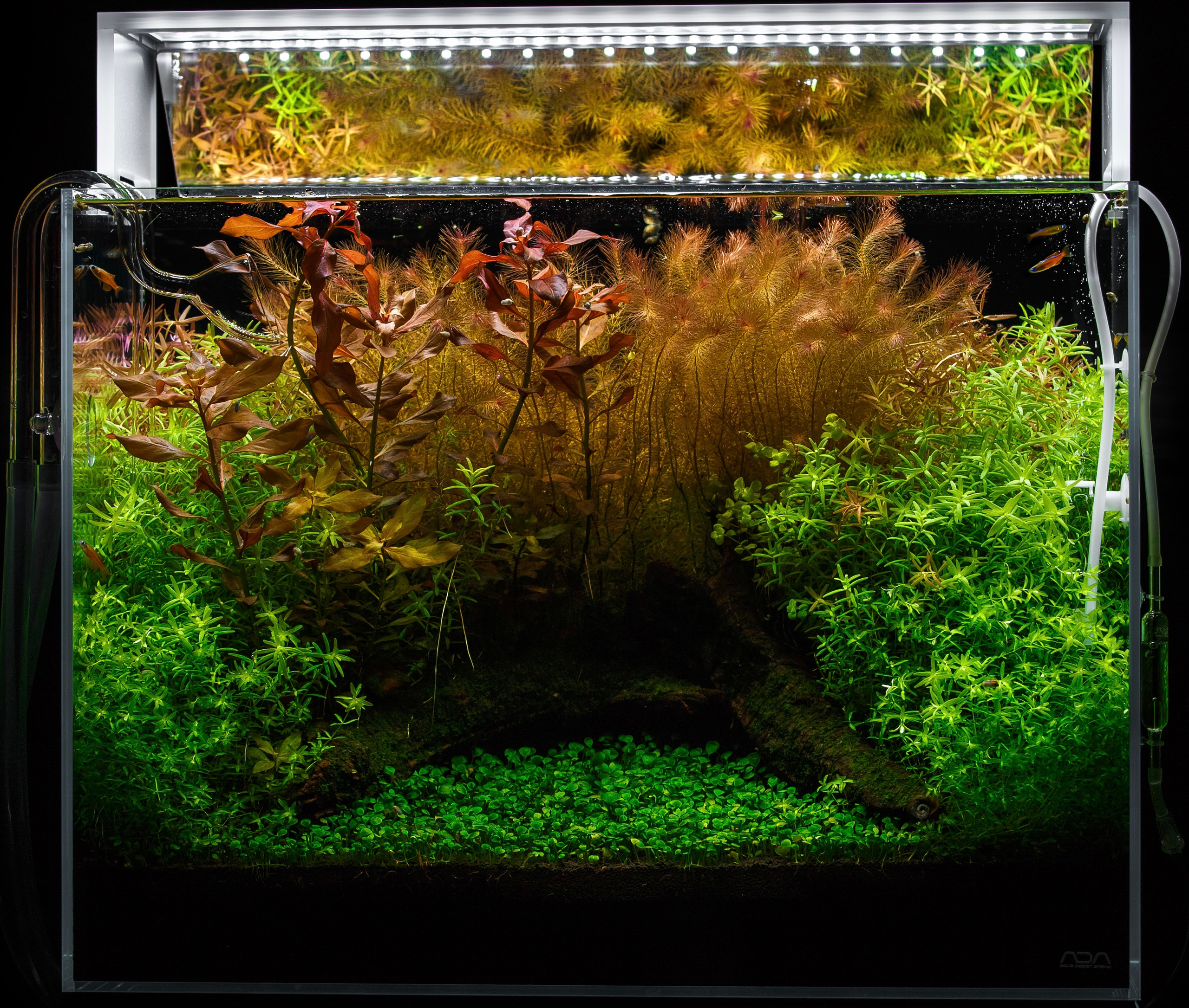 Проект Формы жизни. Home