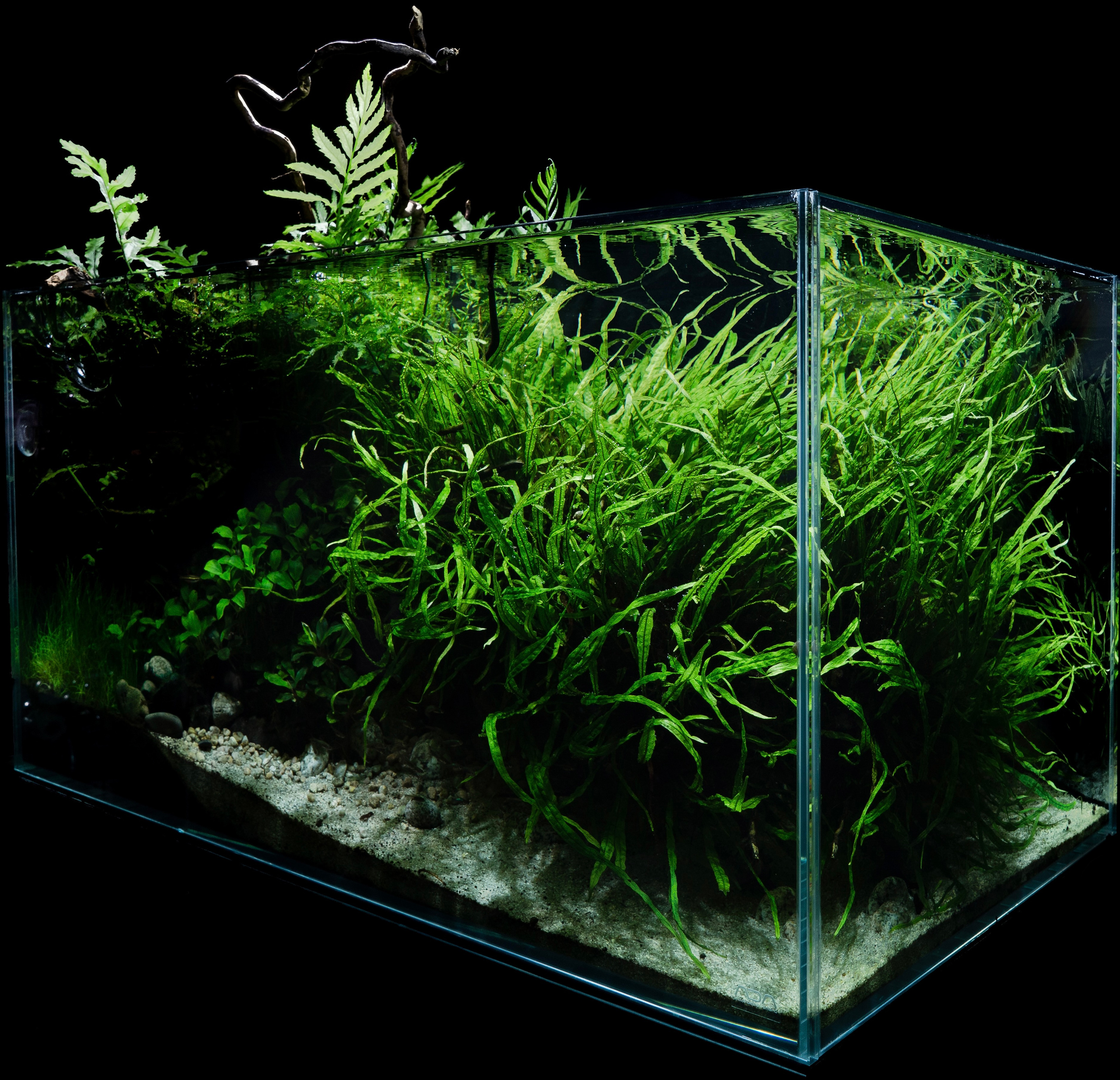 Проект Формы жизни. Home