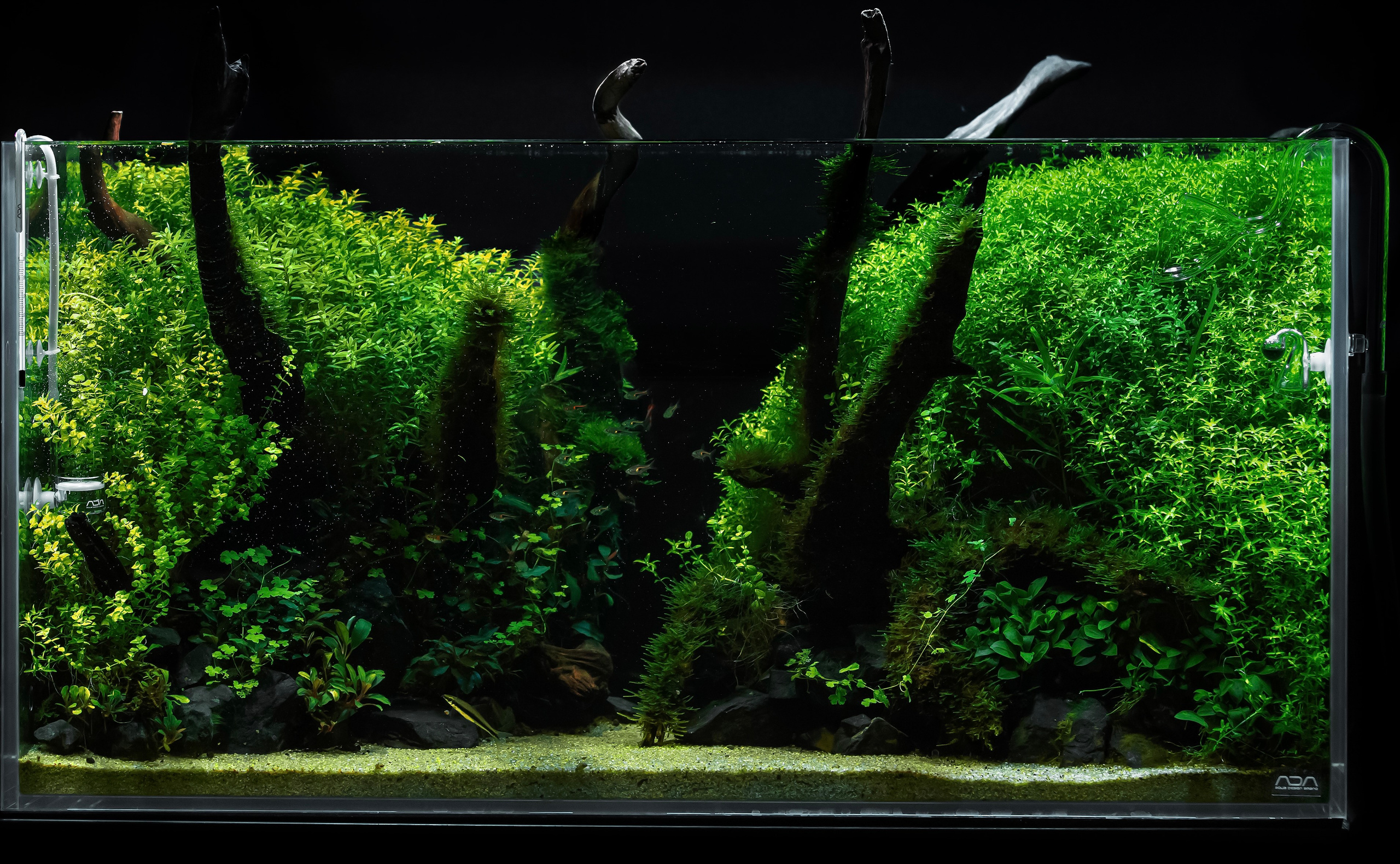 Проект Формы жизни. Home