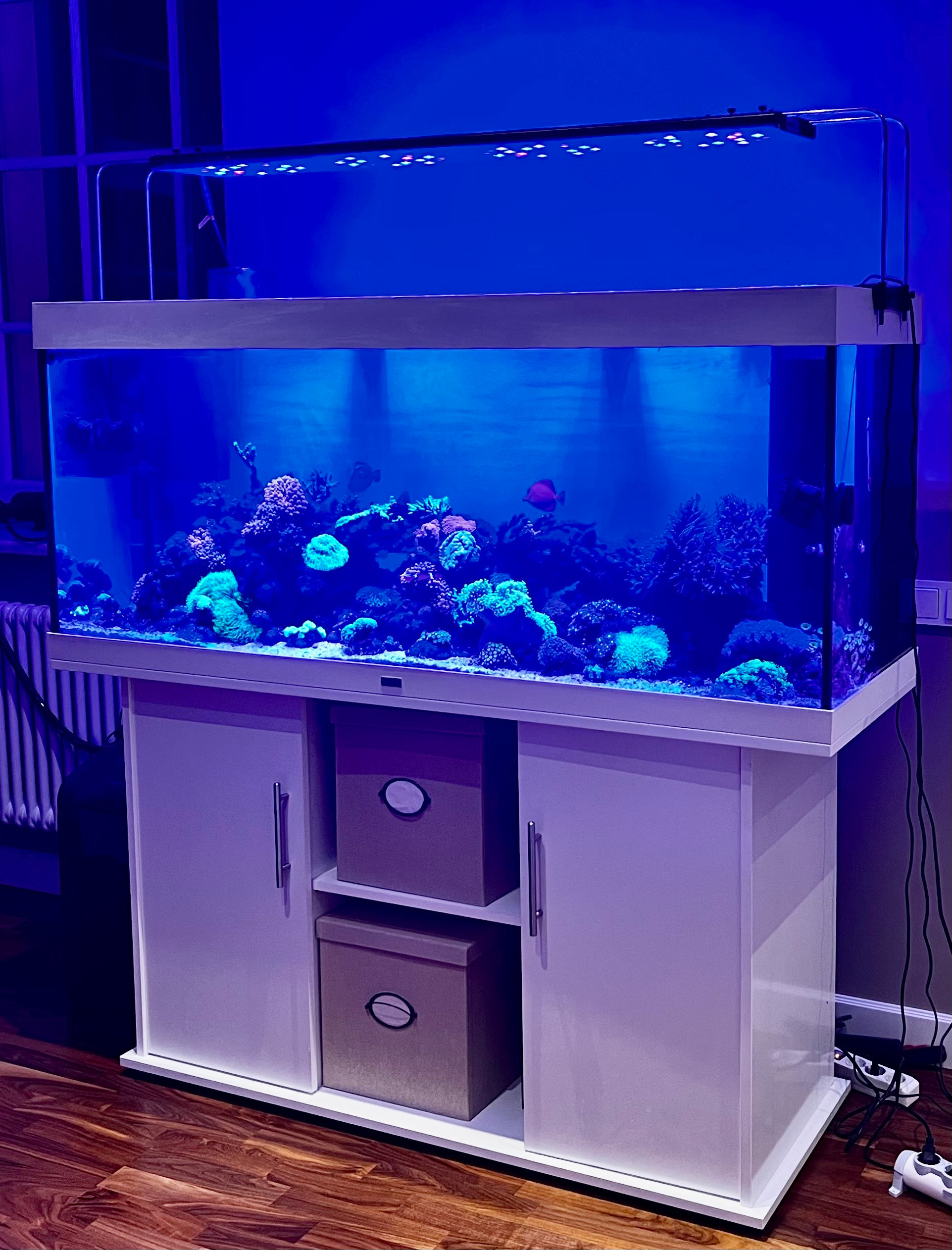 Морские аквариумы. Портфолио Максима Ерёмина. Аквариумист Максим Ерёмин. Aqua Maxim