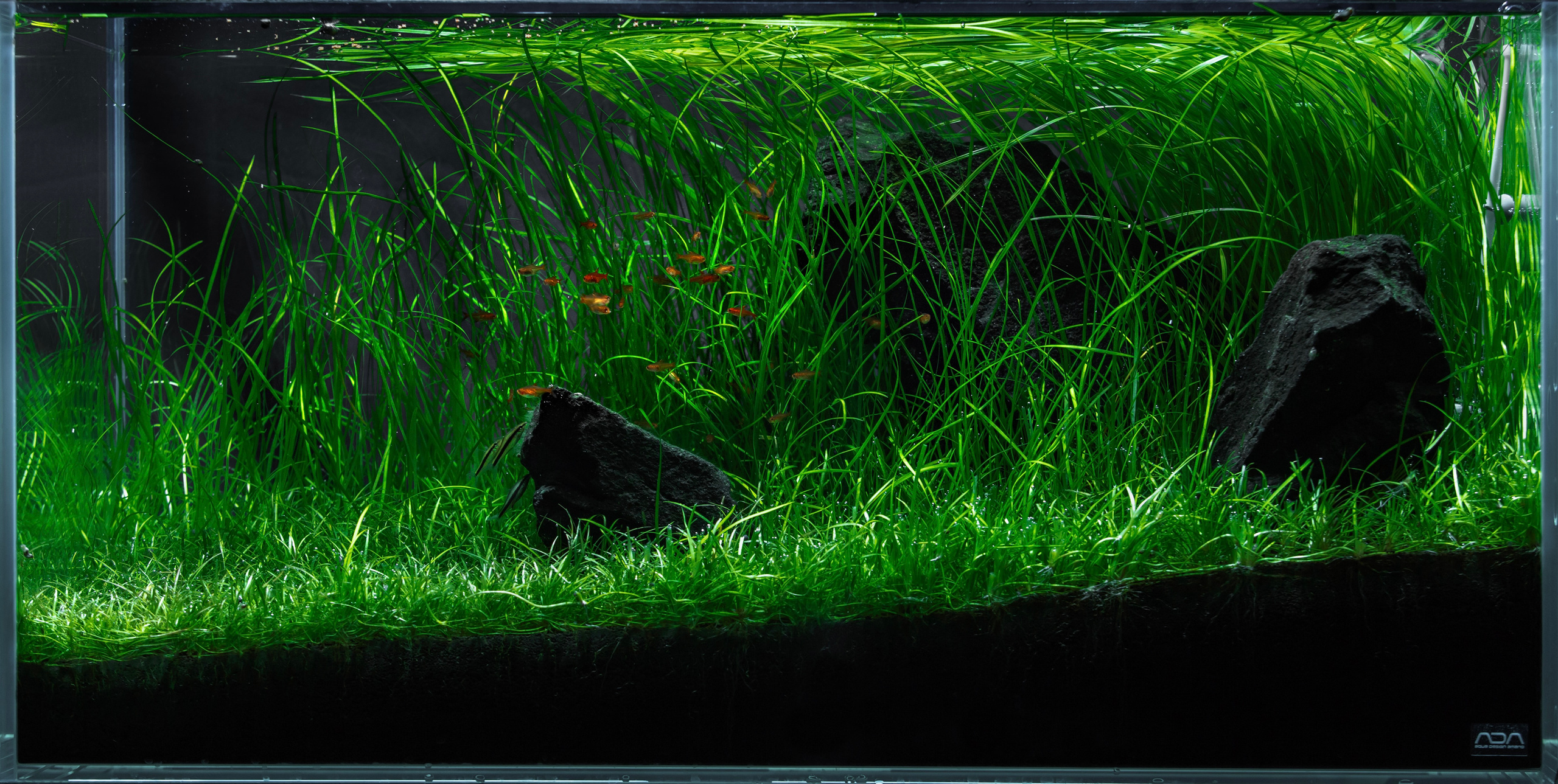 Проект Формы жизни. Home