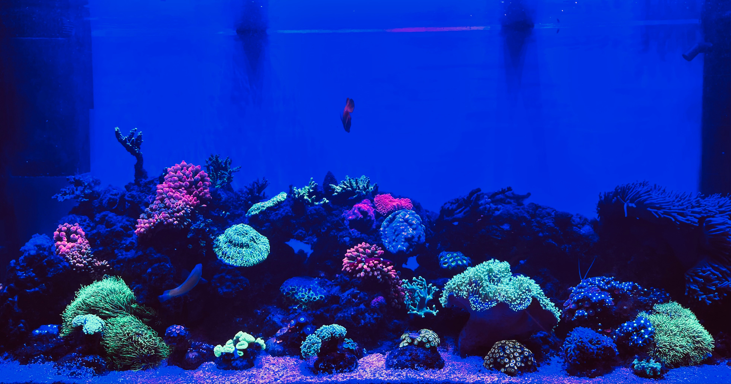 Морские аквариумы. Портфолио Максима Ерёмина. Аквариумист Максим Ерёмин. Aqua Maxim