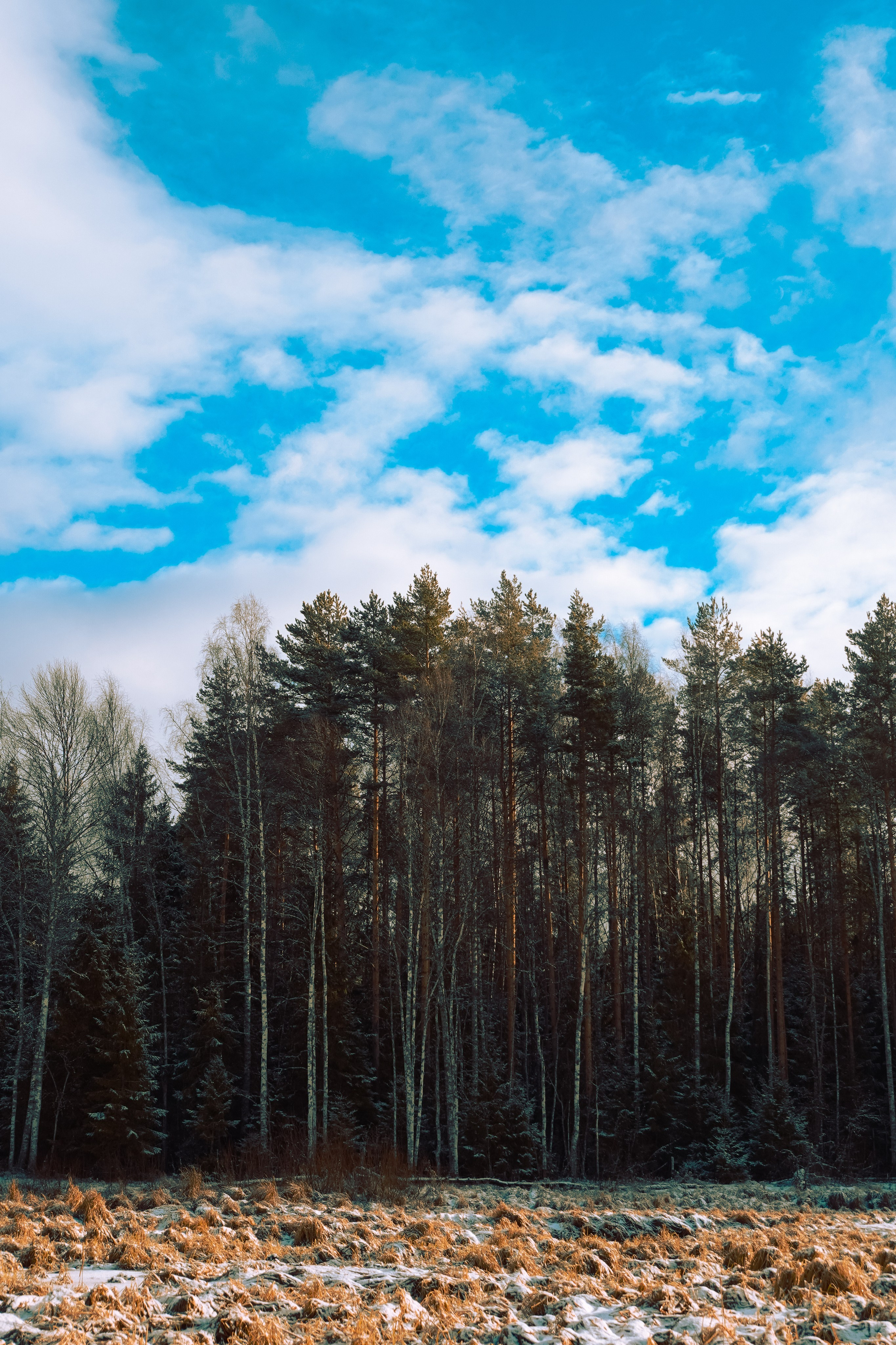 Пленишник. Фотограф Алиса Аспер