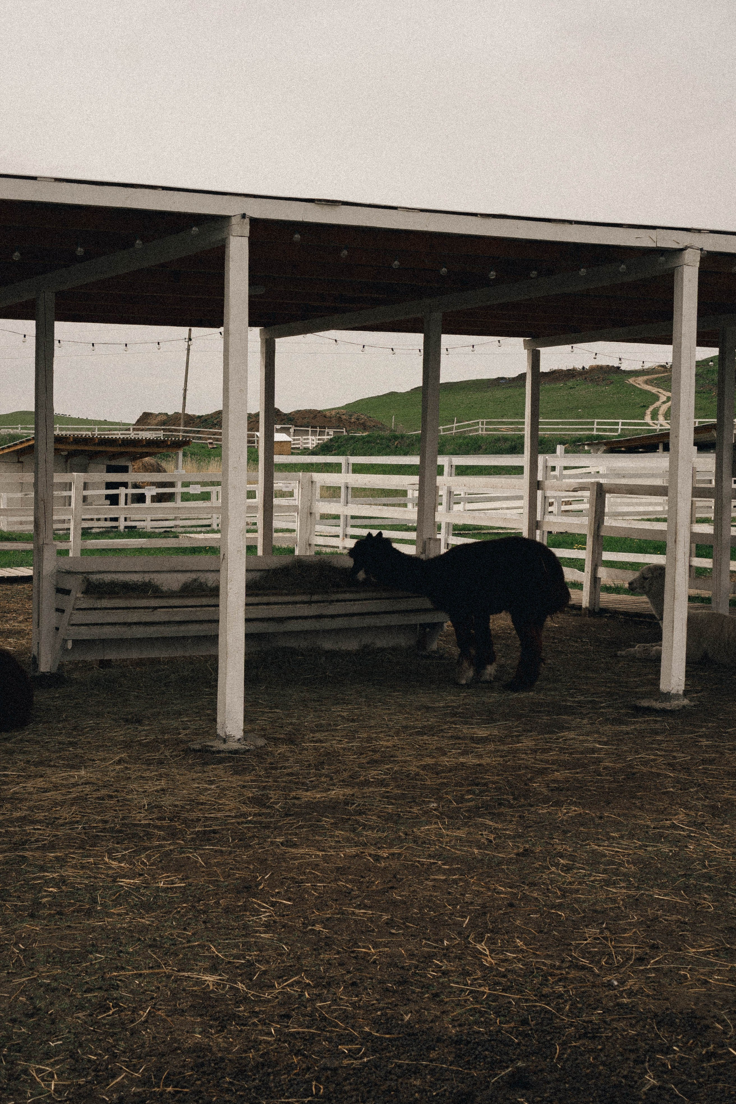 Ферма Альпак. Профессиональный фотограф, Санкт-Петербург — Виктория Богомолова