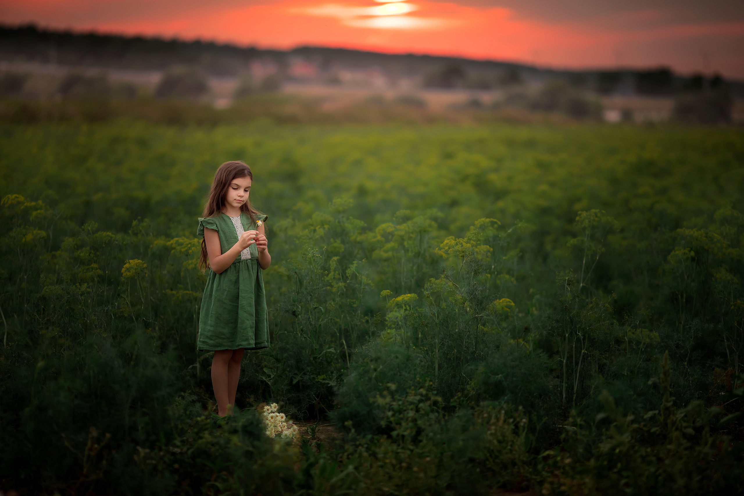 В кукурузе. Семейный и детский фотограф Елена Коловицкова