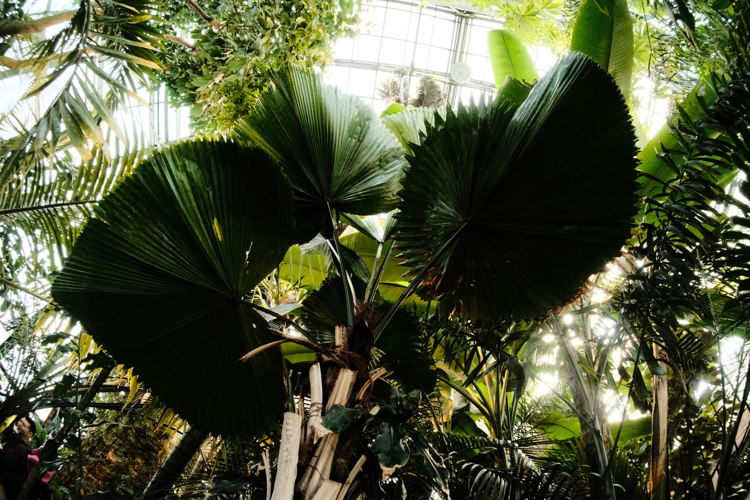 Аптекарский огород. Фотограф-любитель из Кирова Андрей Погребняк