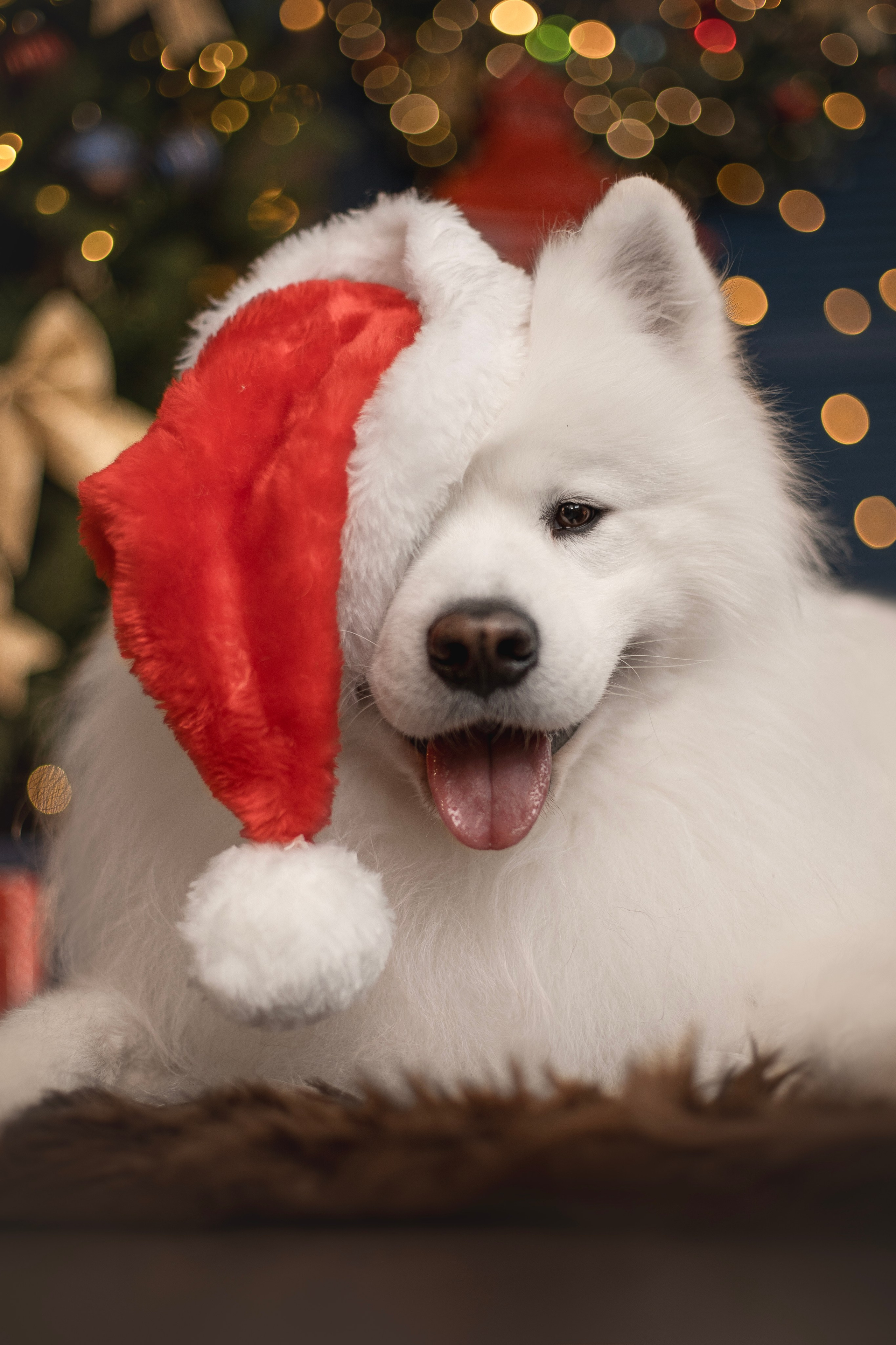 Пушистые самоедские драконы в студии. Фотограф анималист в Москве Майорова Евгения