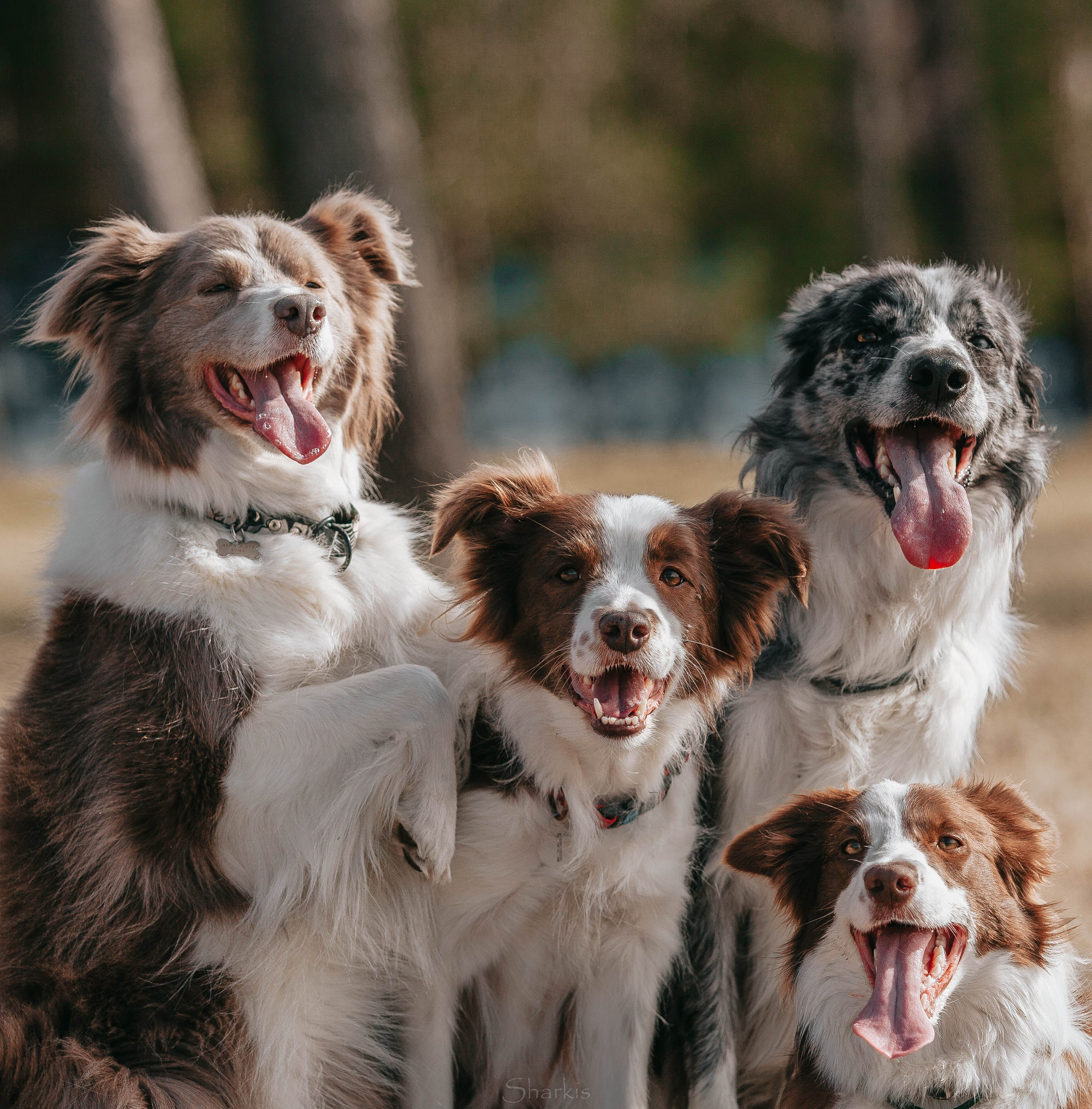 Бордюха, Лора, Берта, Мета. Главная