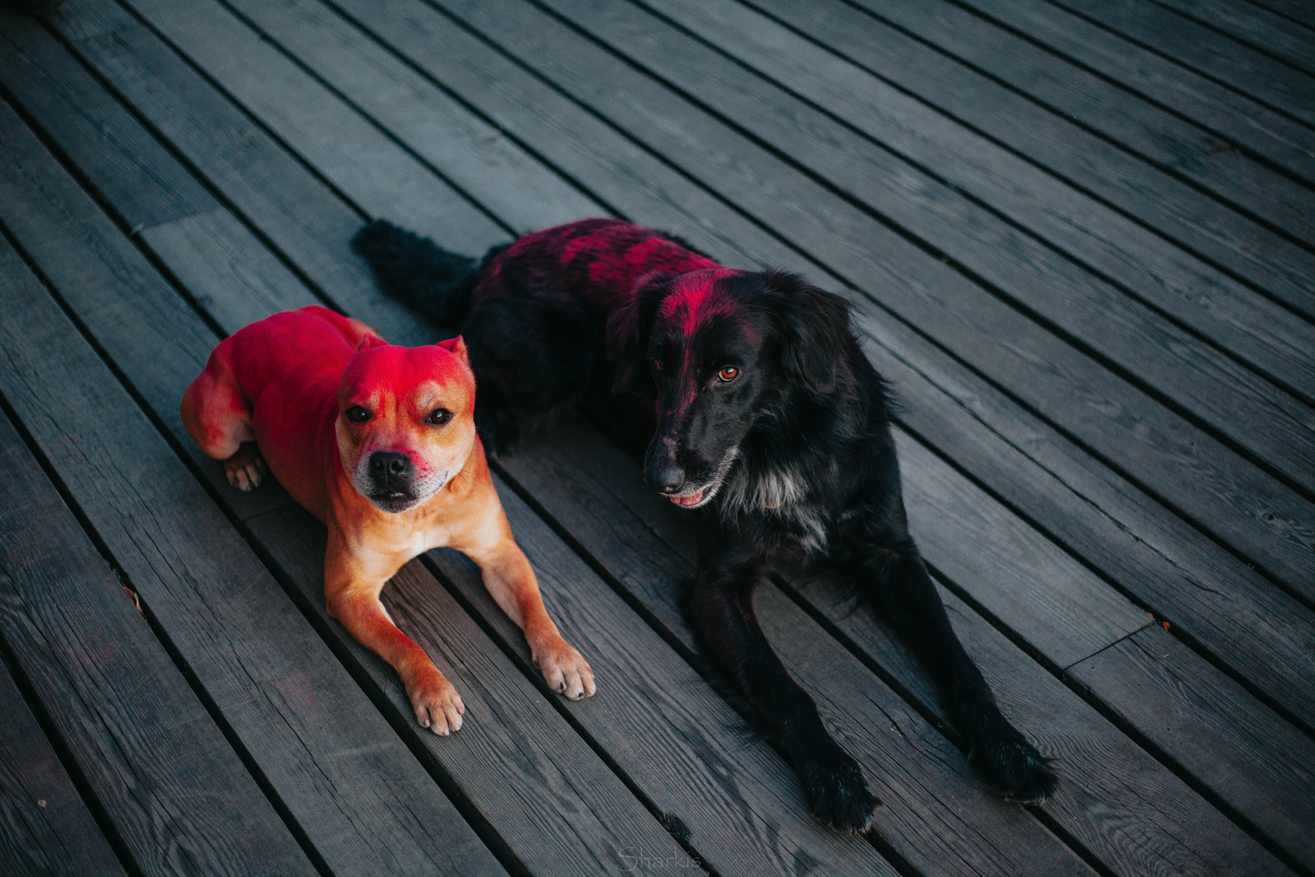 Шмель и Дрель. Фотограф Елизавета Филатова