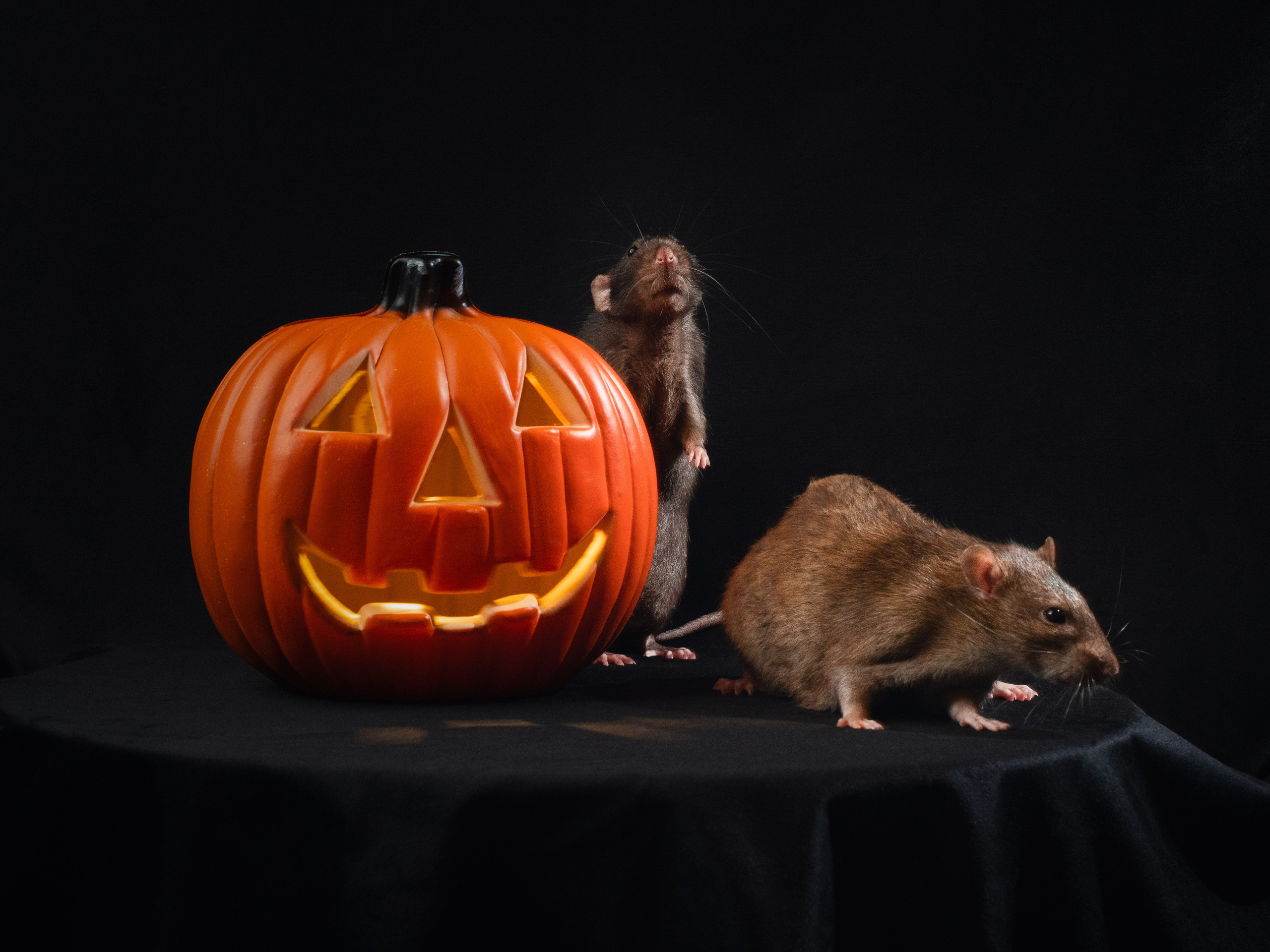 Домашняя съёмка. Фотограф животных и людей в Санкт-Петербурге Дарья Быстрицкая