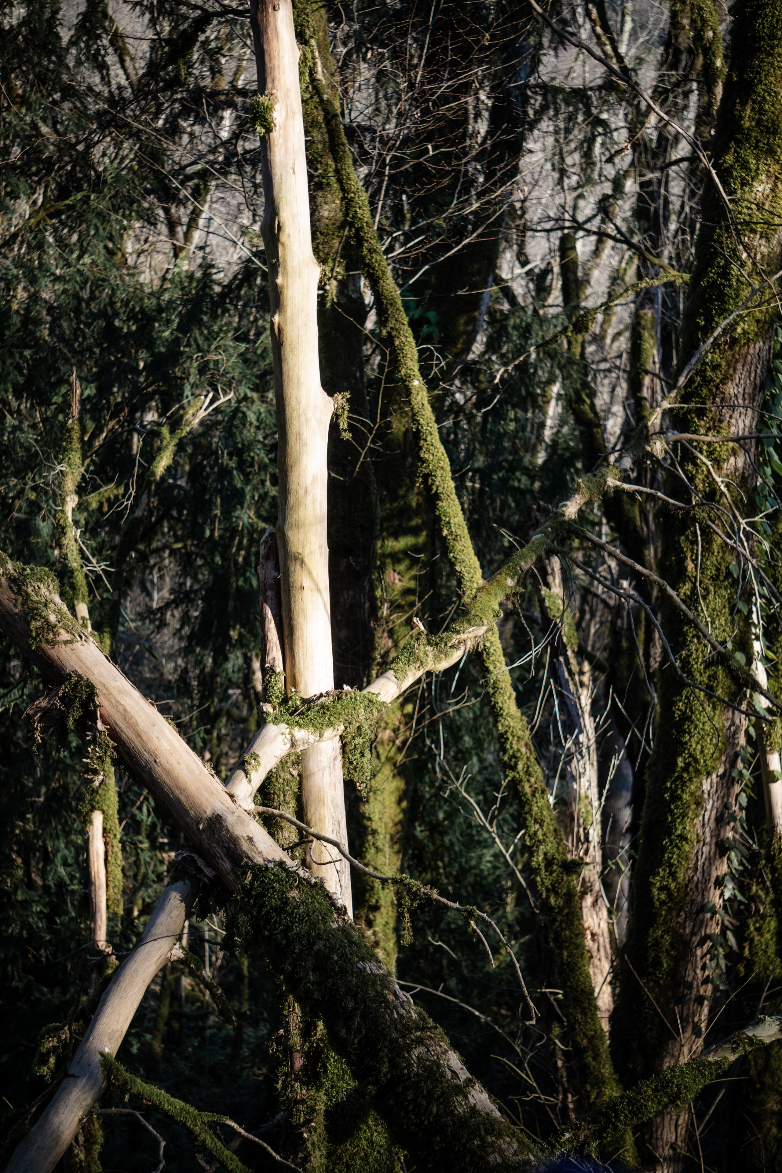 Тисо-самшитовая роща. Yaratezza production