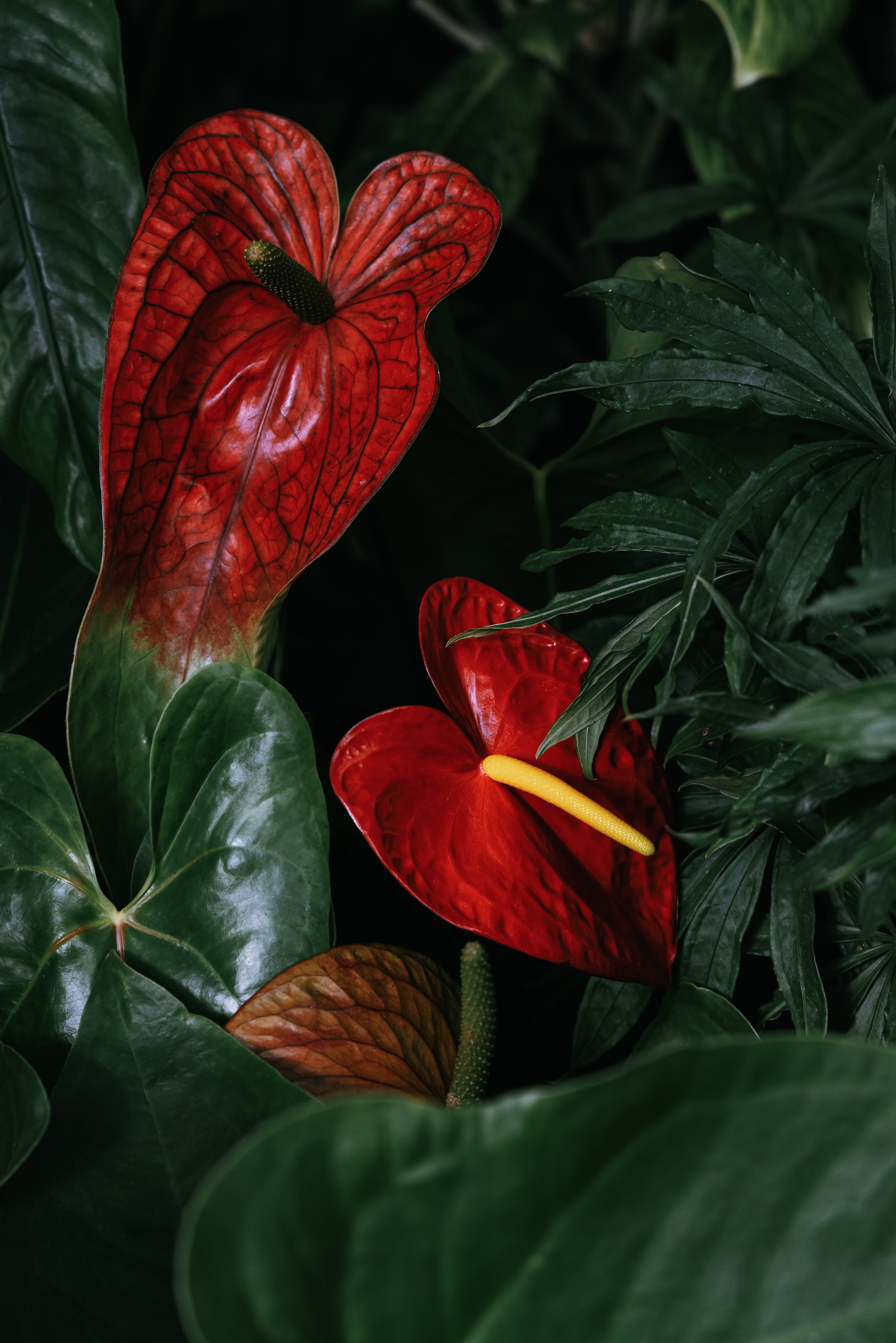 Красный антуриум фото в высоком разрешении скачать бесплатно или купить